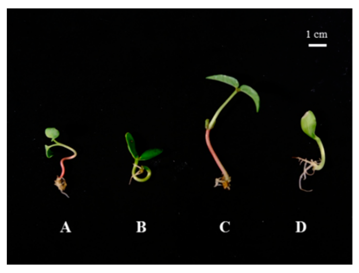 Antioxidants 09 00558 g001