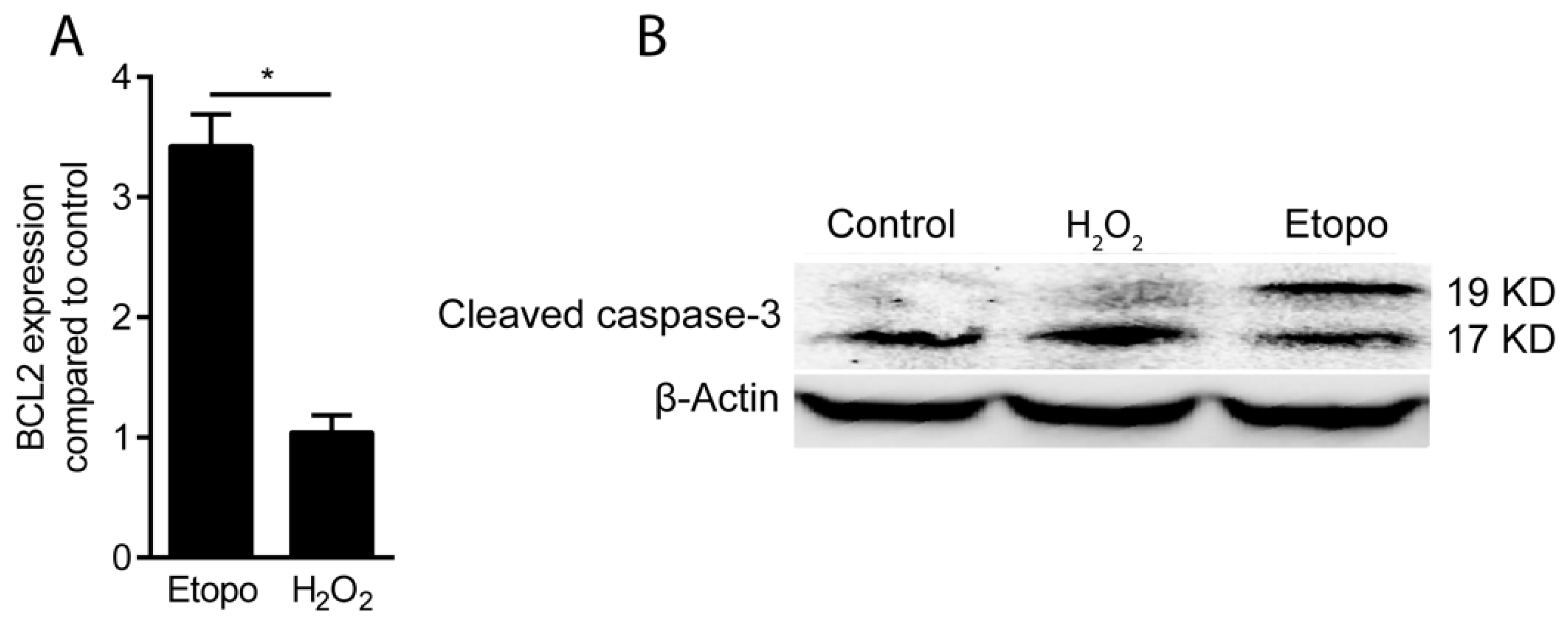 Antioxidants 09 00560 g002
