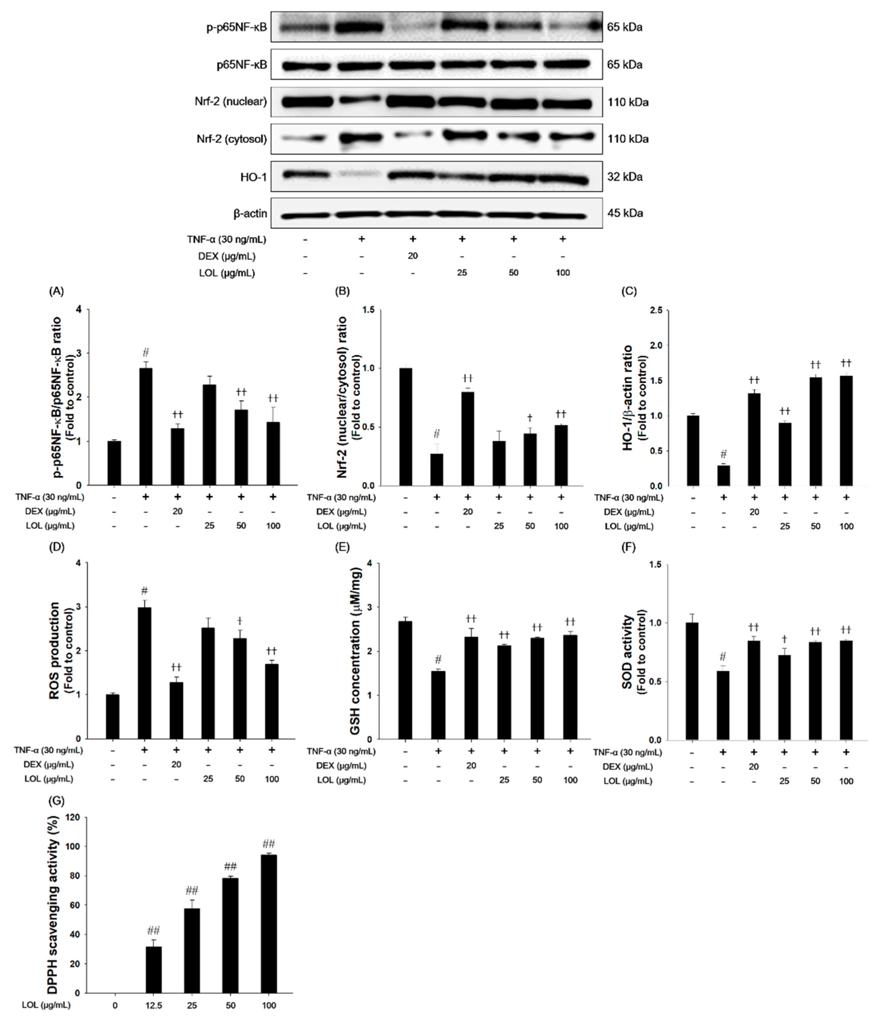 Antioxidants 09 00563 g008