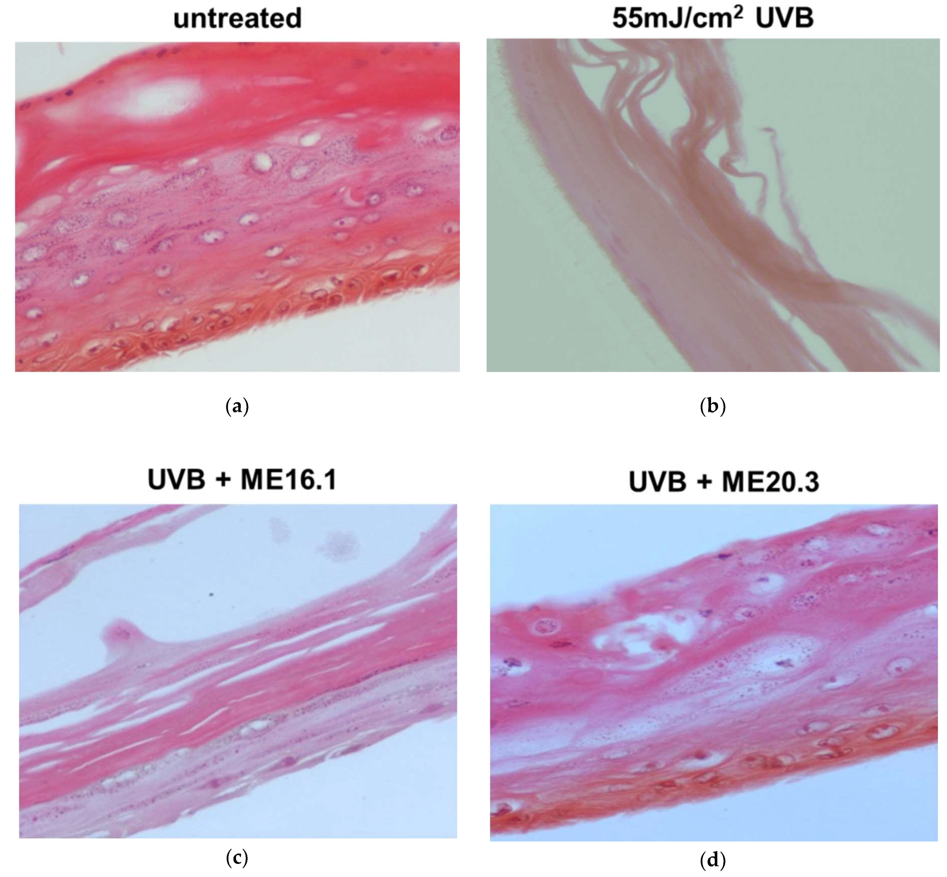 Antioxidants 09 00566 g005 Antioxidants 09 00566 g005