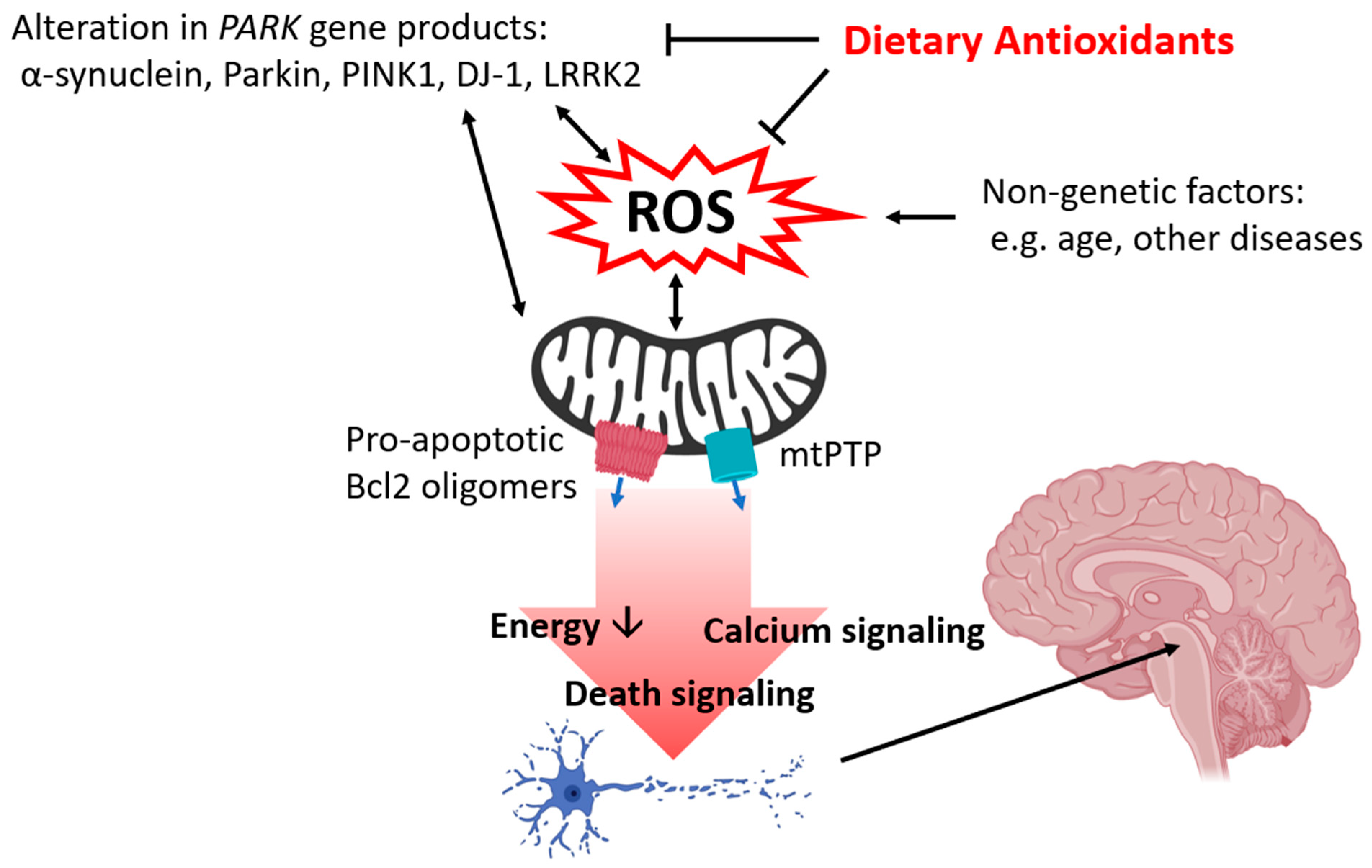 Antioxidants 09 00570 g001