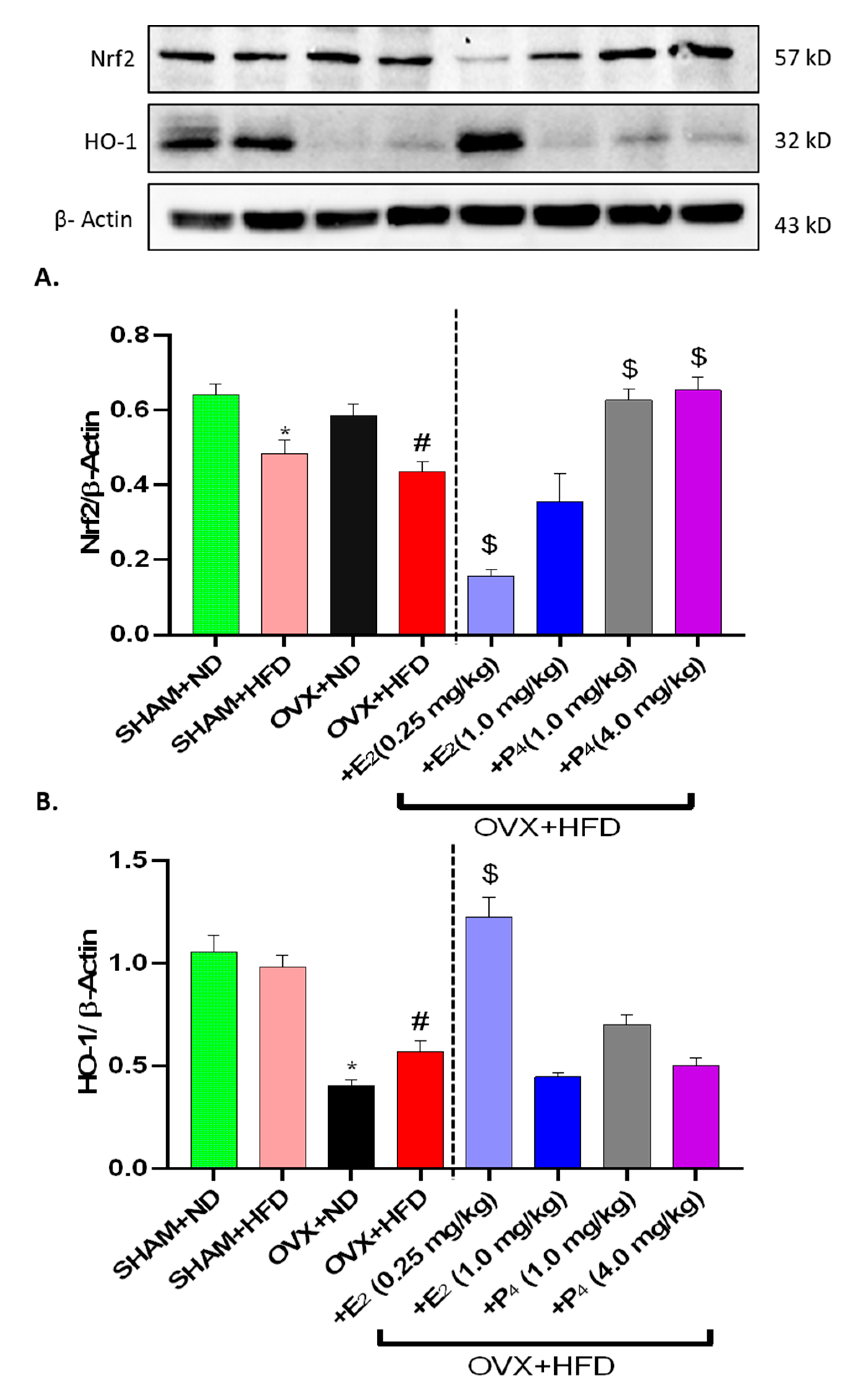 Antioxidants 09 00582 g006a