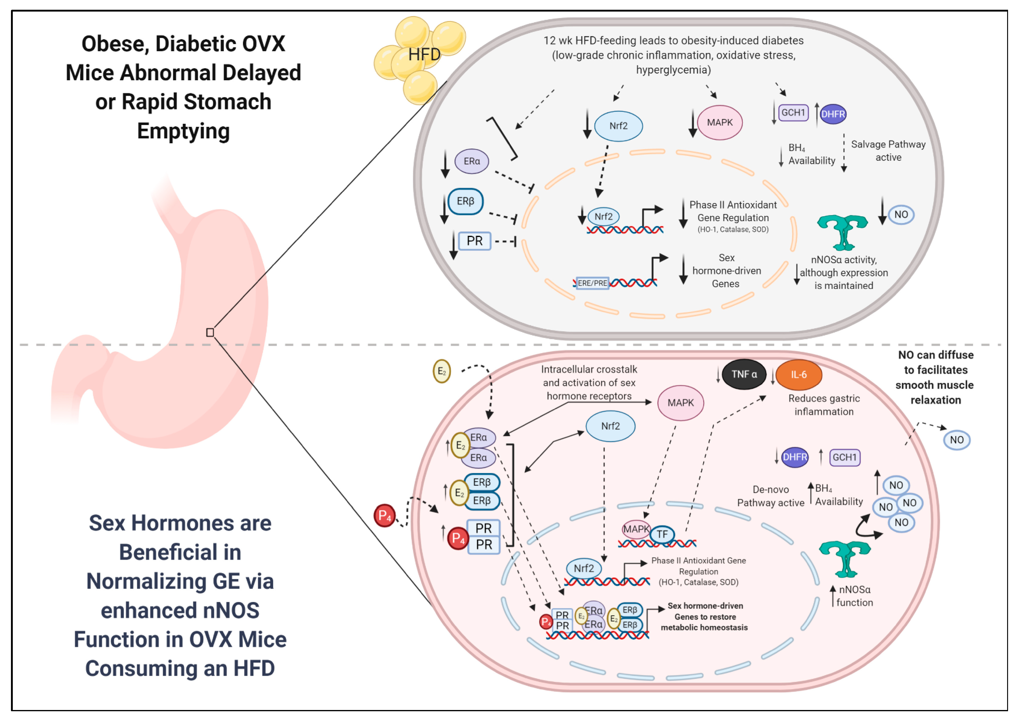 Antioxidants 09 00582 g007
