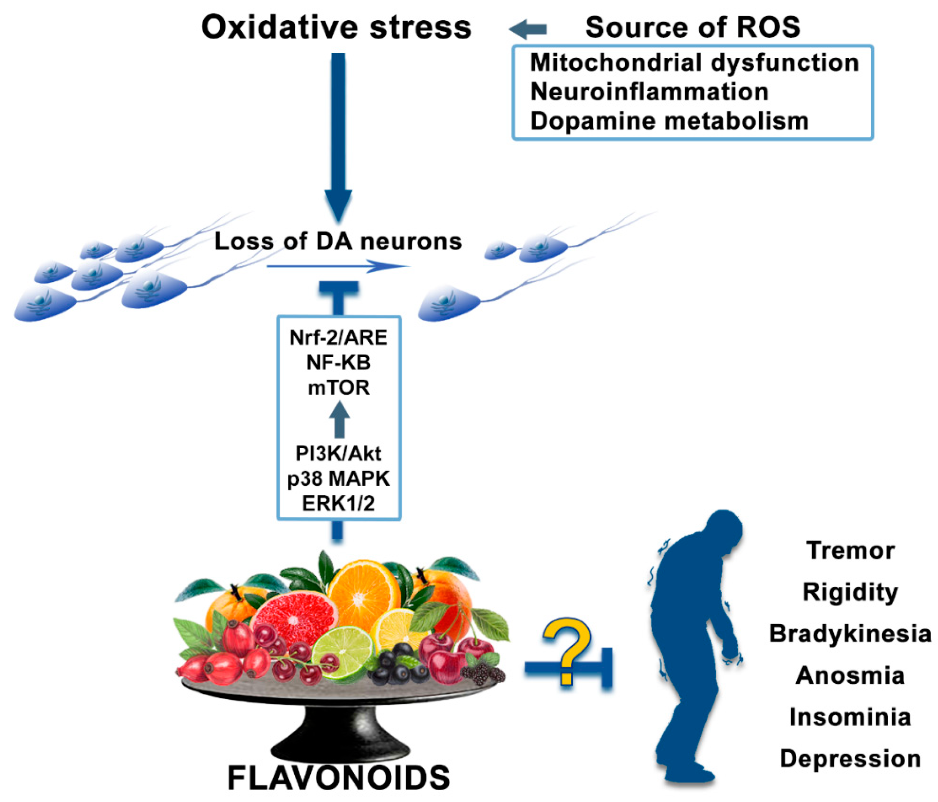 Antioxidants 09 00583 g003 Antioxidants 09 00583 g003