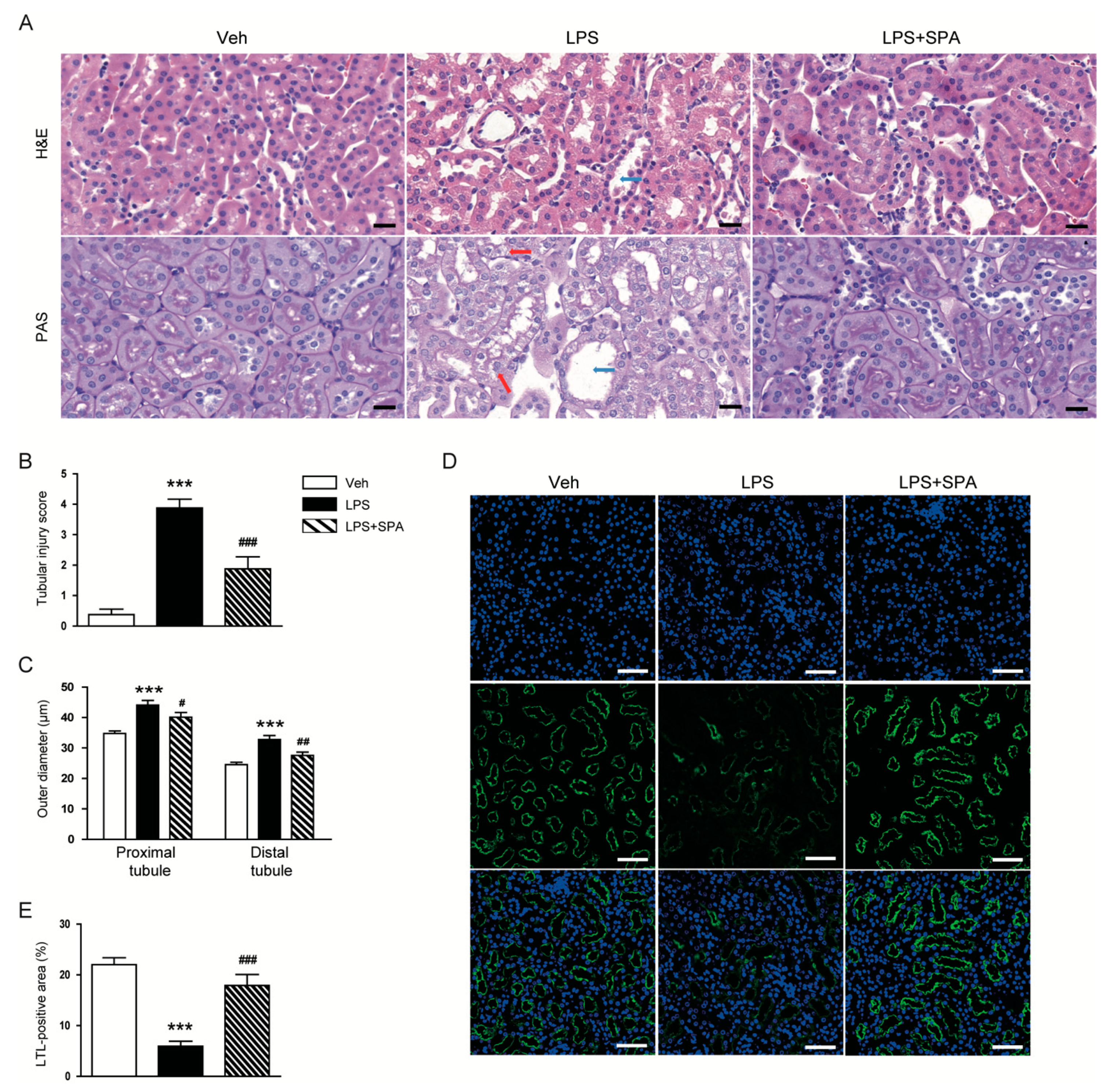Antioxidants 09 00585 g003