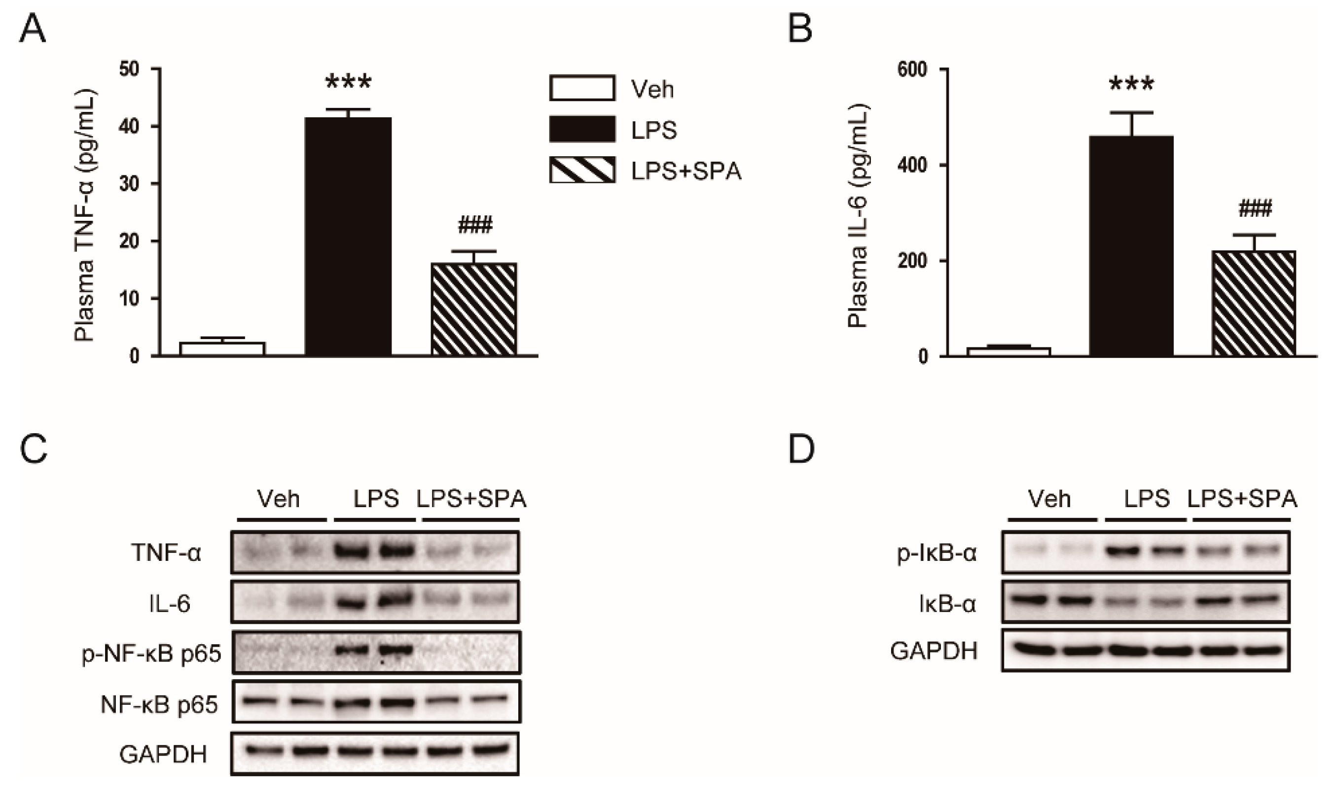 Antioxidants 09 00585 g005