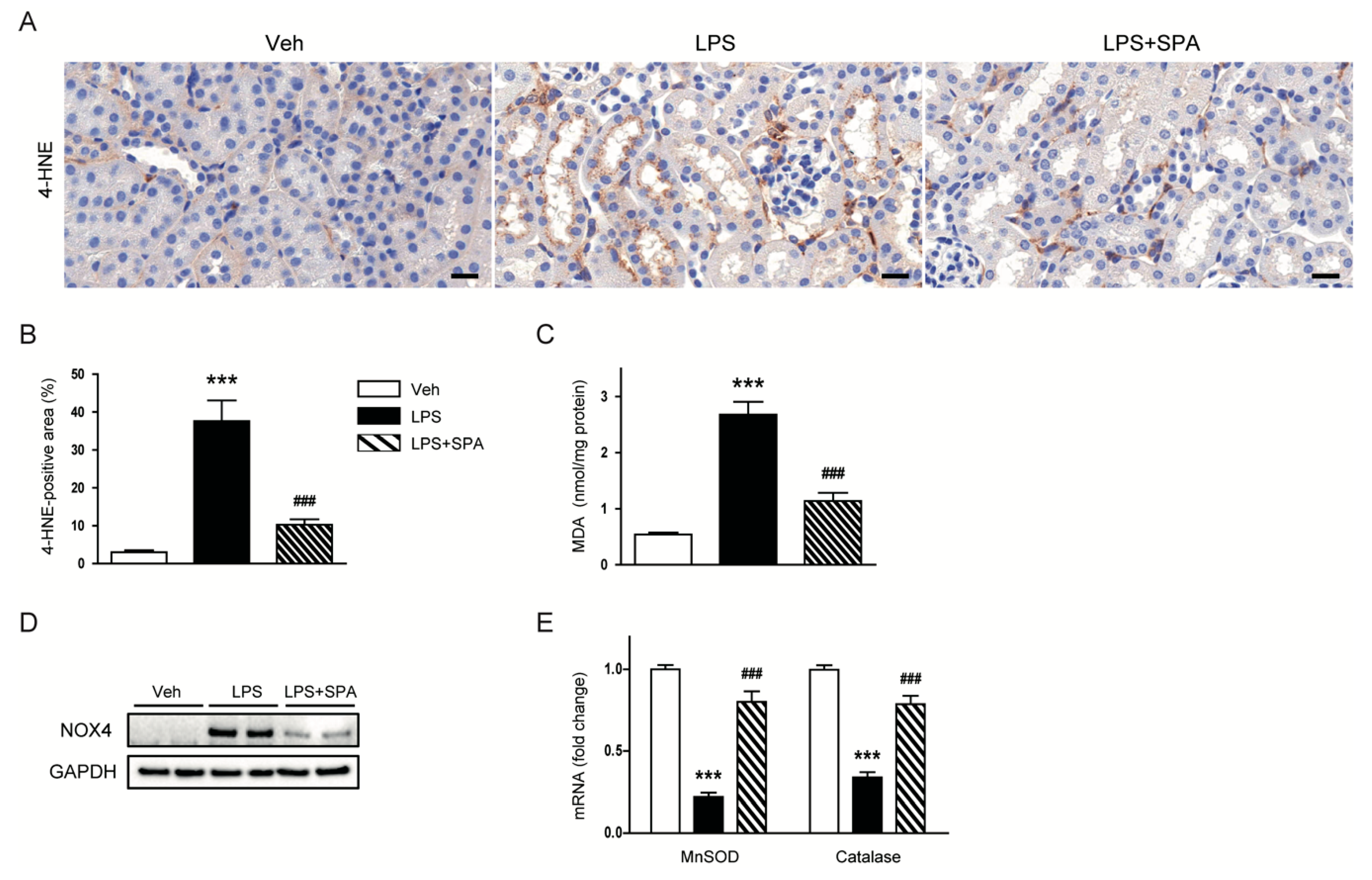 Antioxidants 09 00585 g007