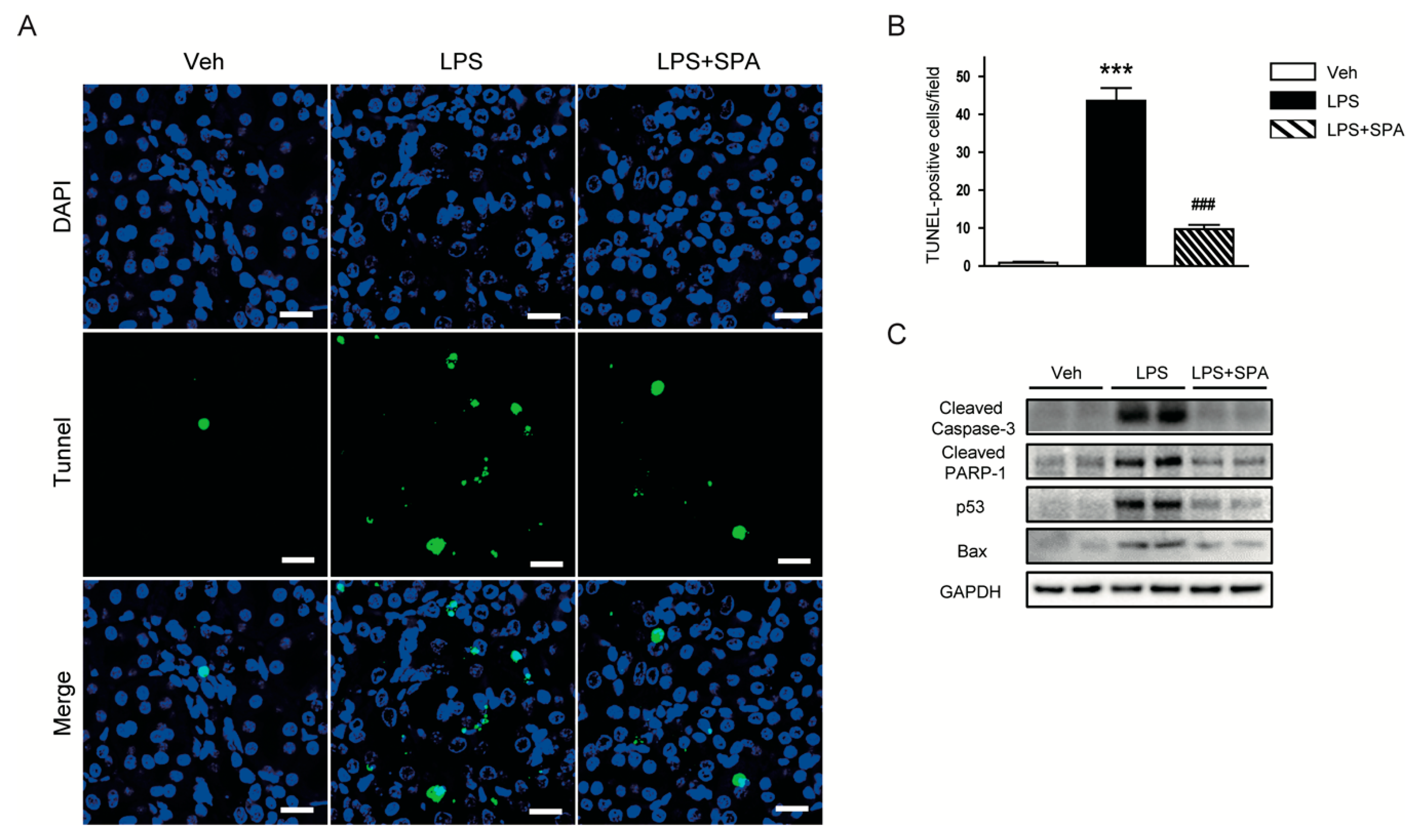 Antioxidants 09 00585 g008