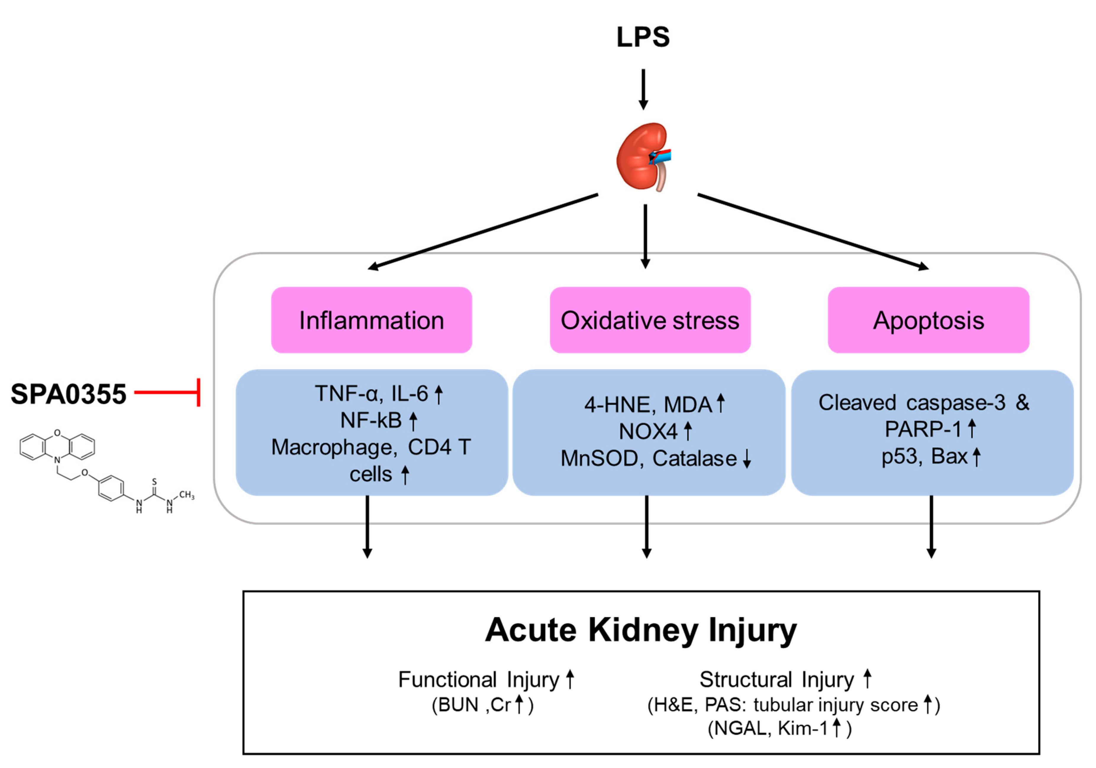 Antioxidants 09 00585 g009