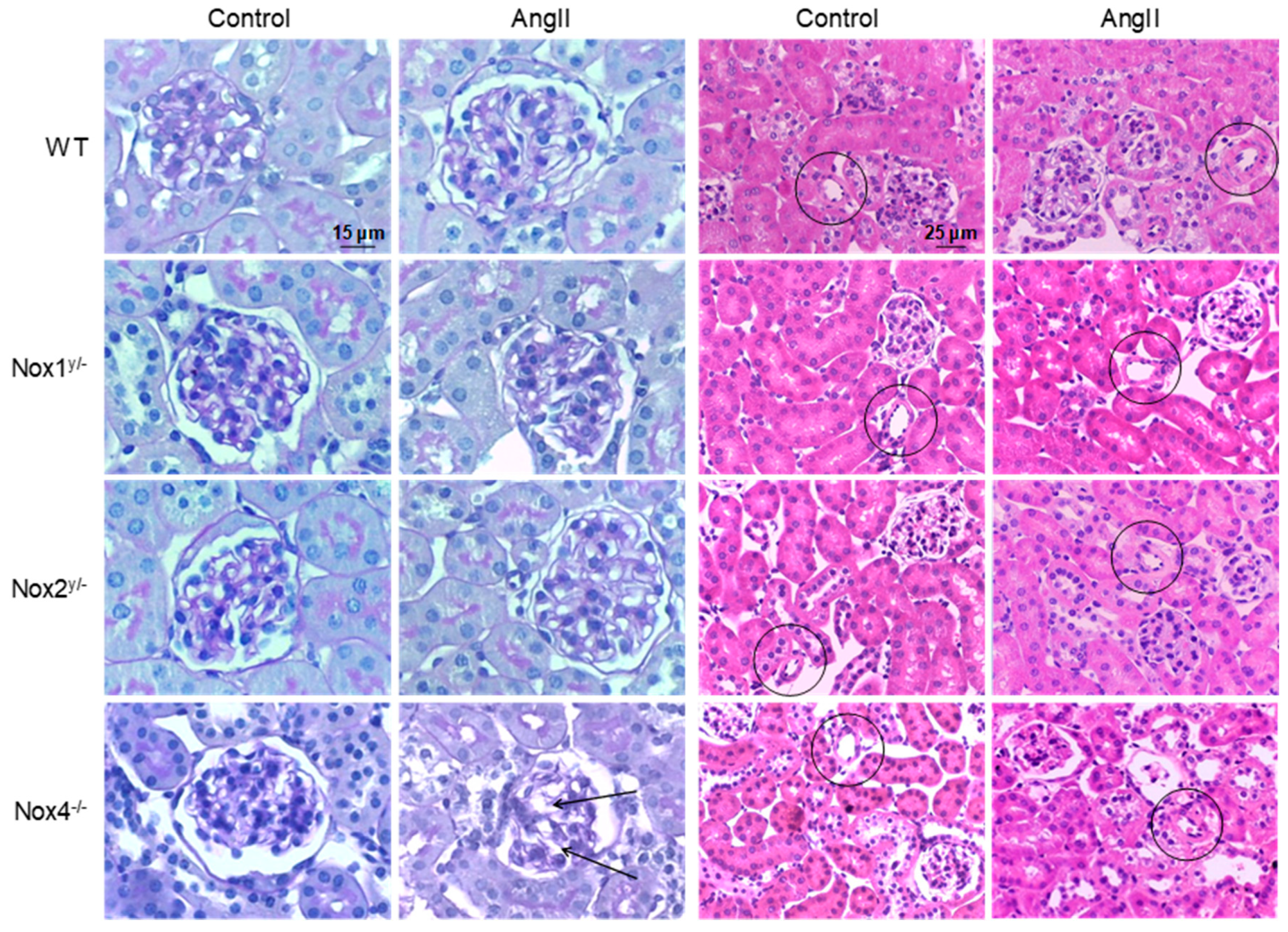 Antioxidants 09 00586 g002