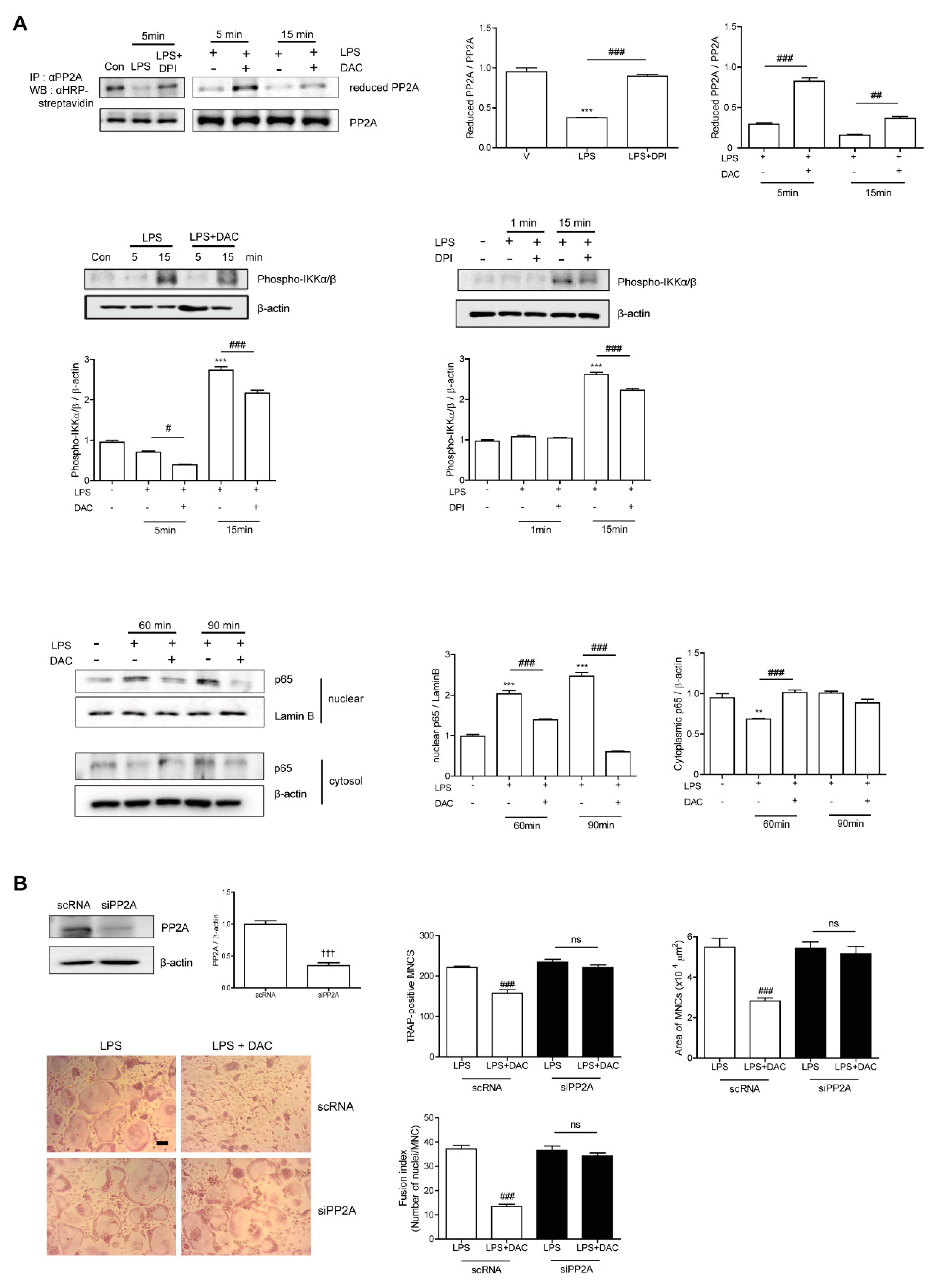 Antioxidants 09 00588 g004