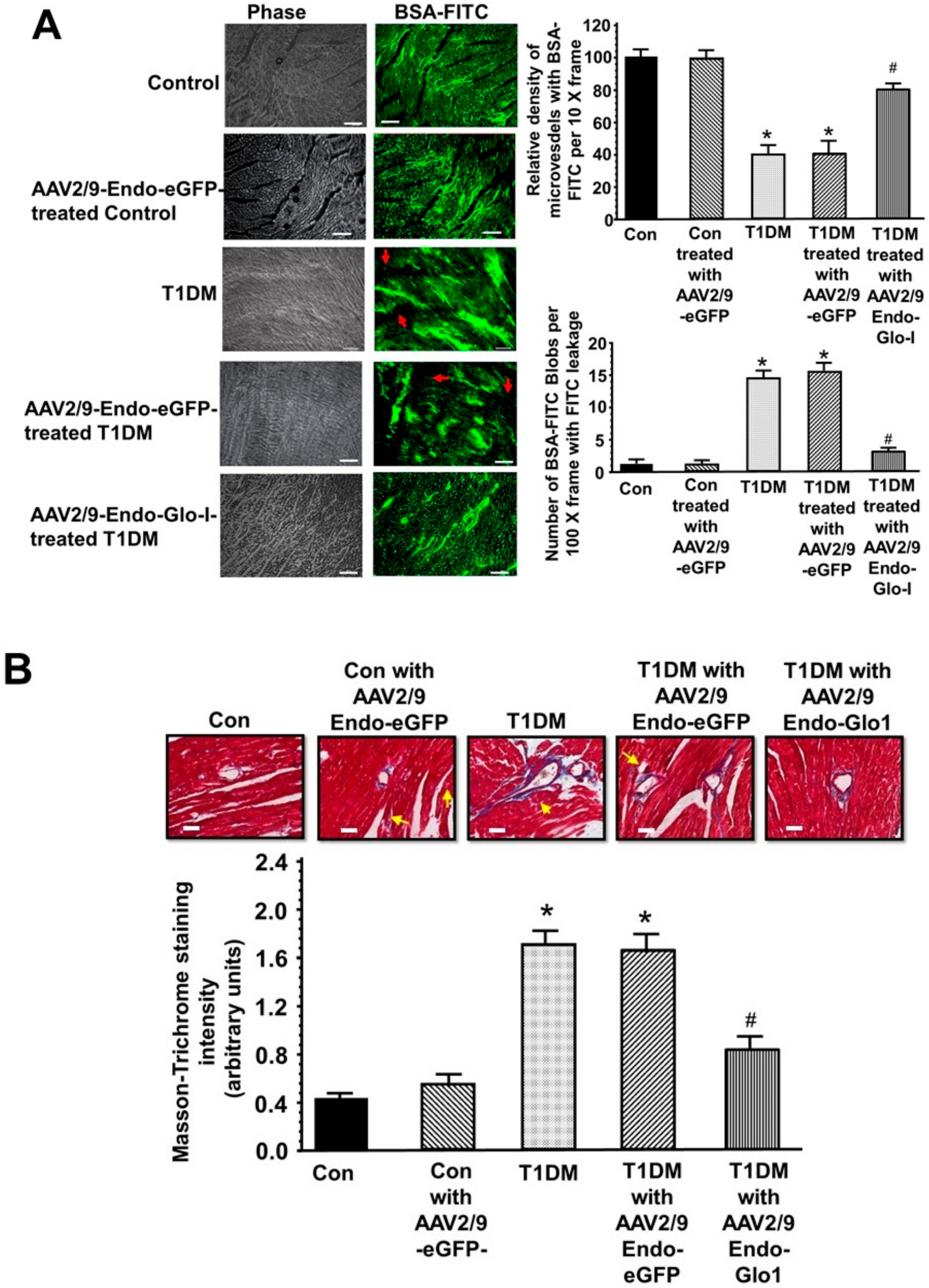 Antioxidants 09 00592 g005