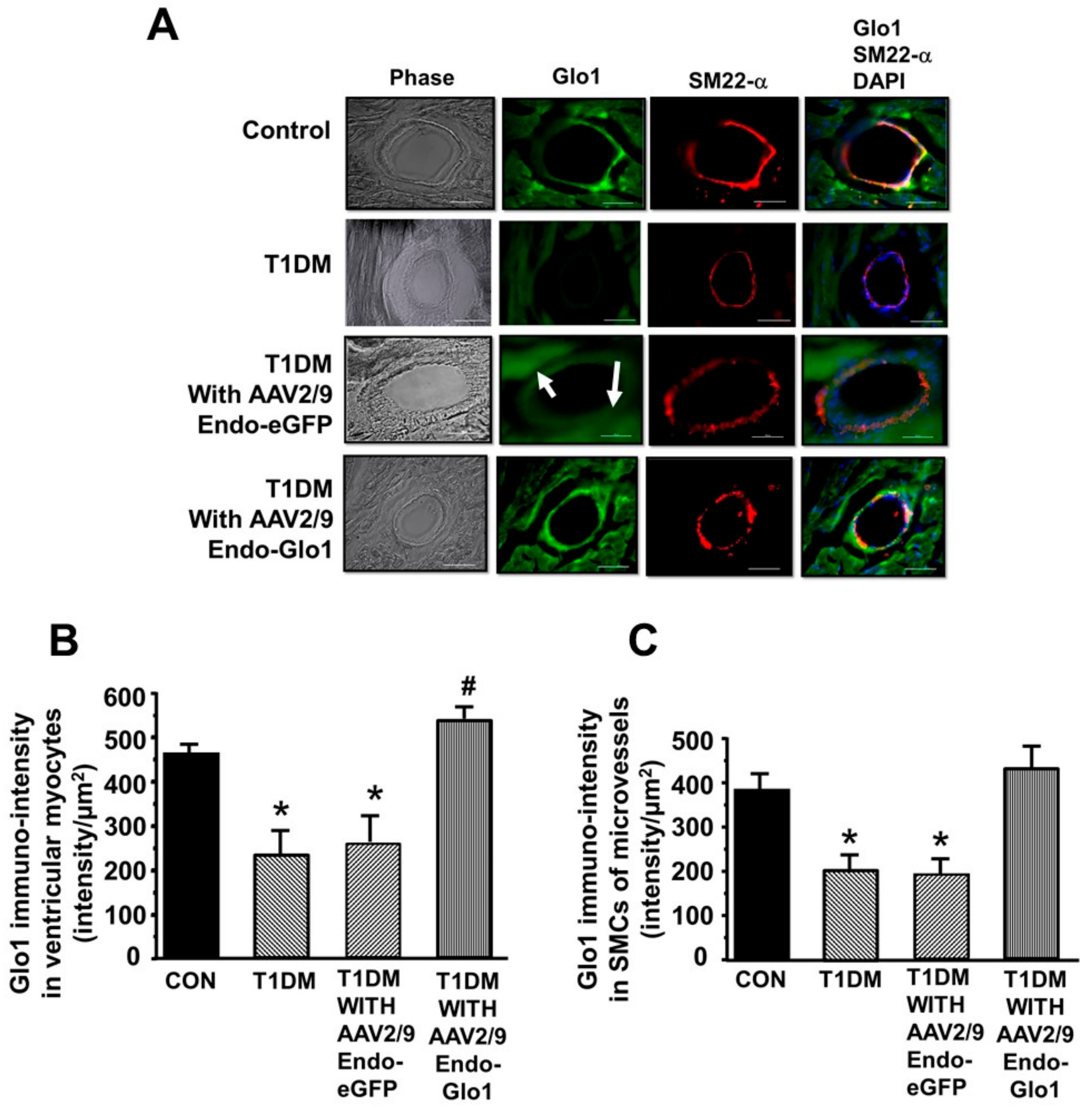 Antioxidants 09 00592 g006a
