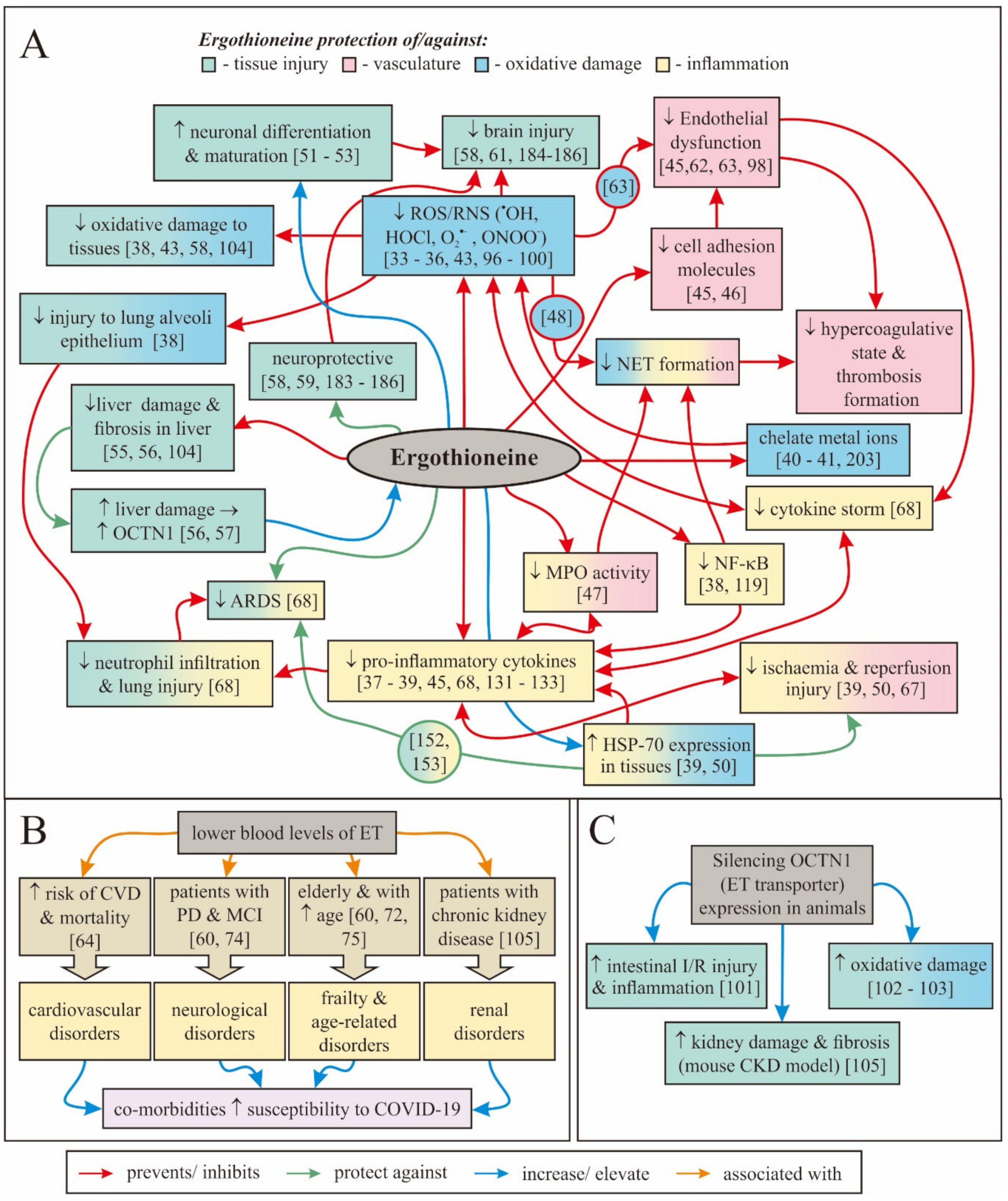 Antioxidants 09 00595 g001