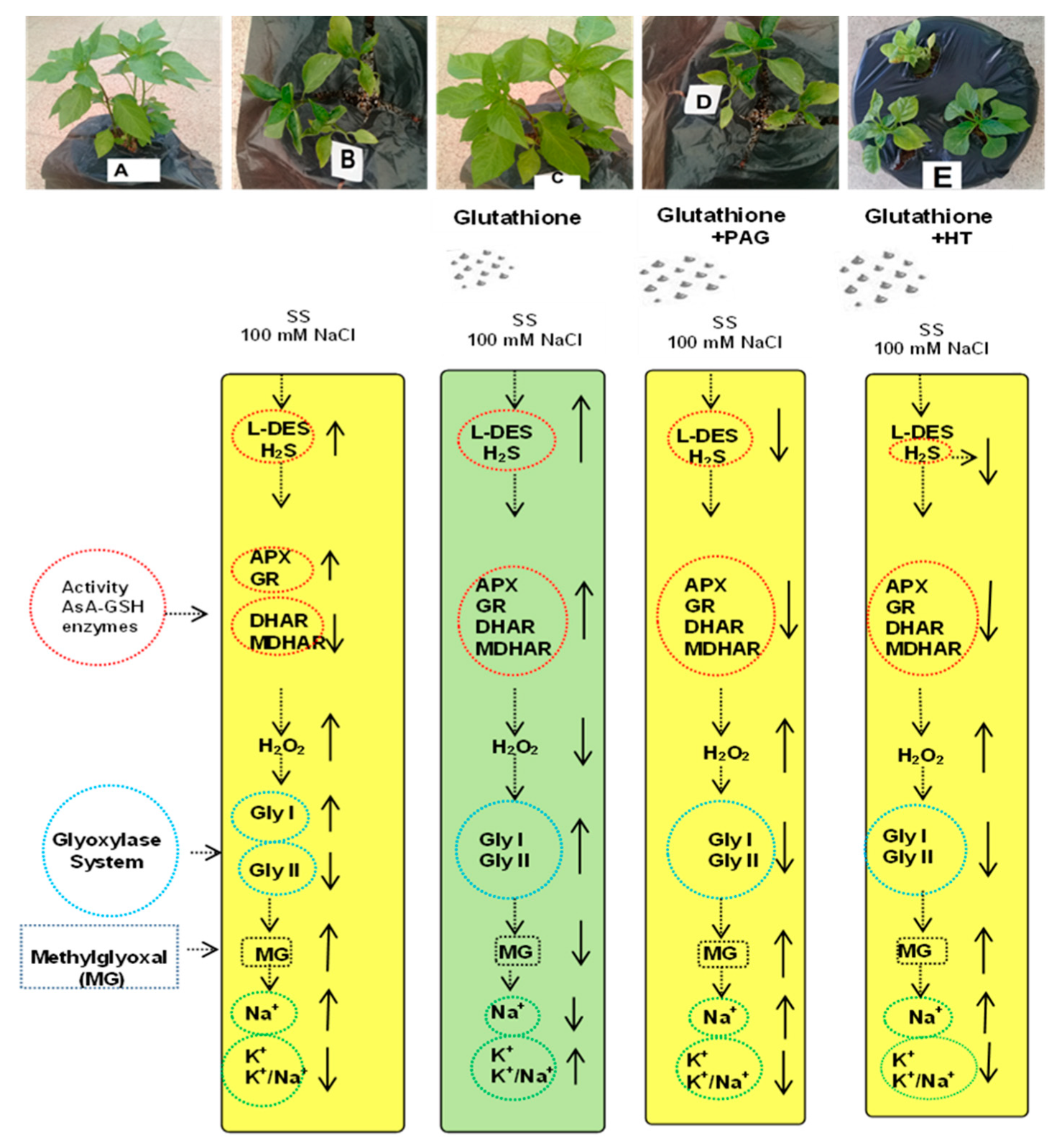 Antioxidants 09 00603 g011