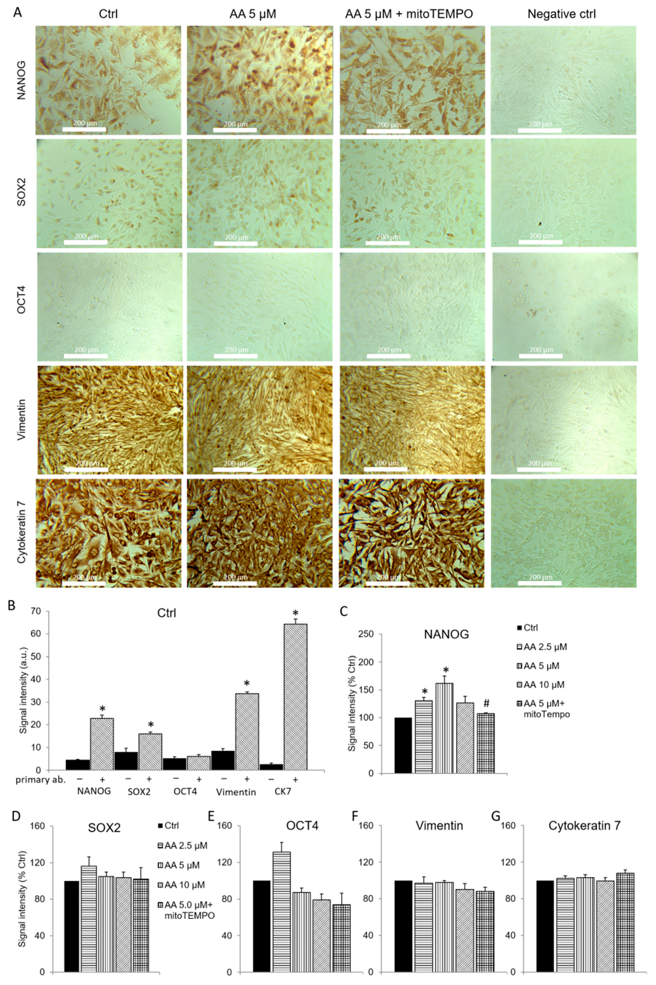 Antioxidants 09 00606 g005