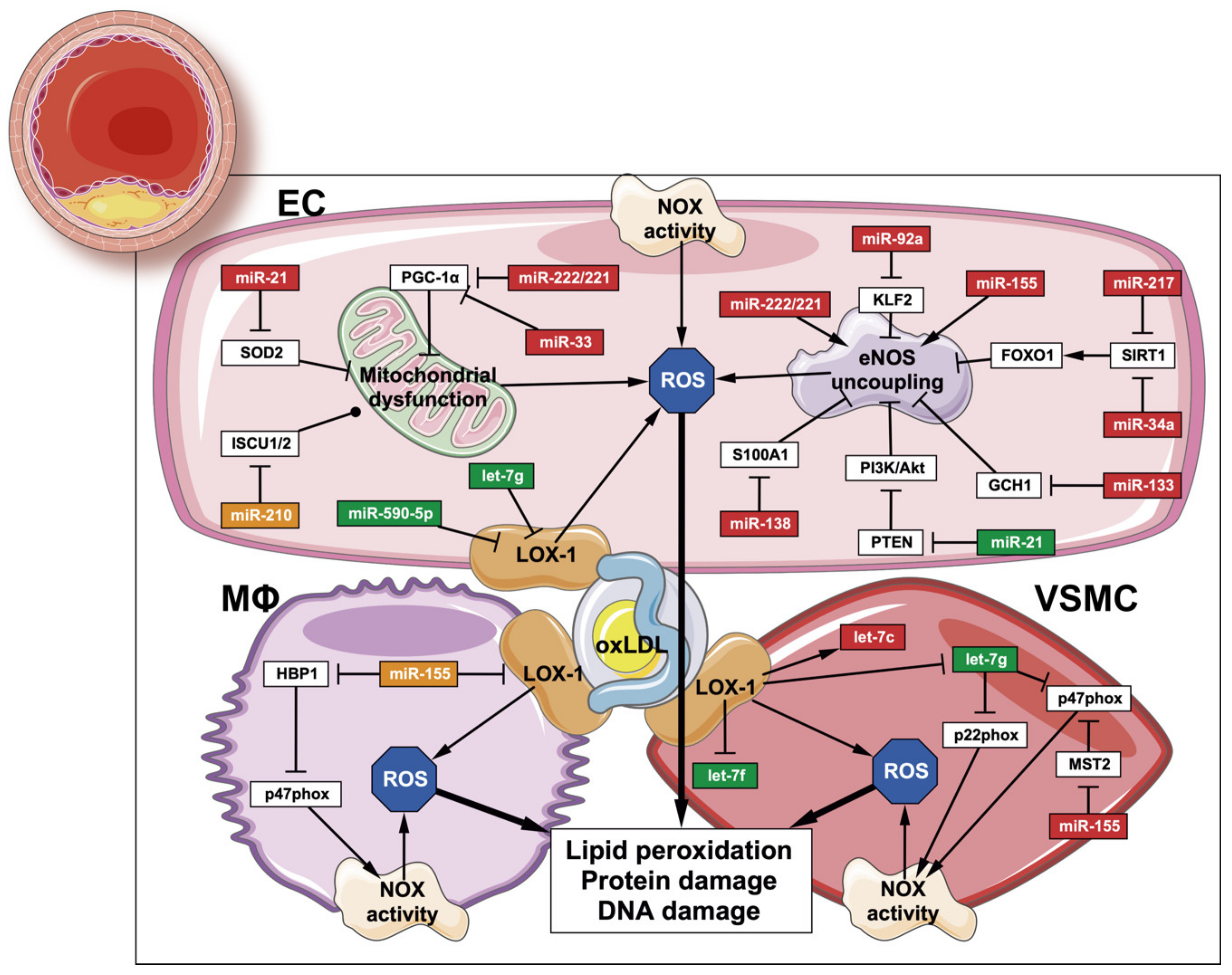 Antioxidants 09 00607 g003