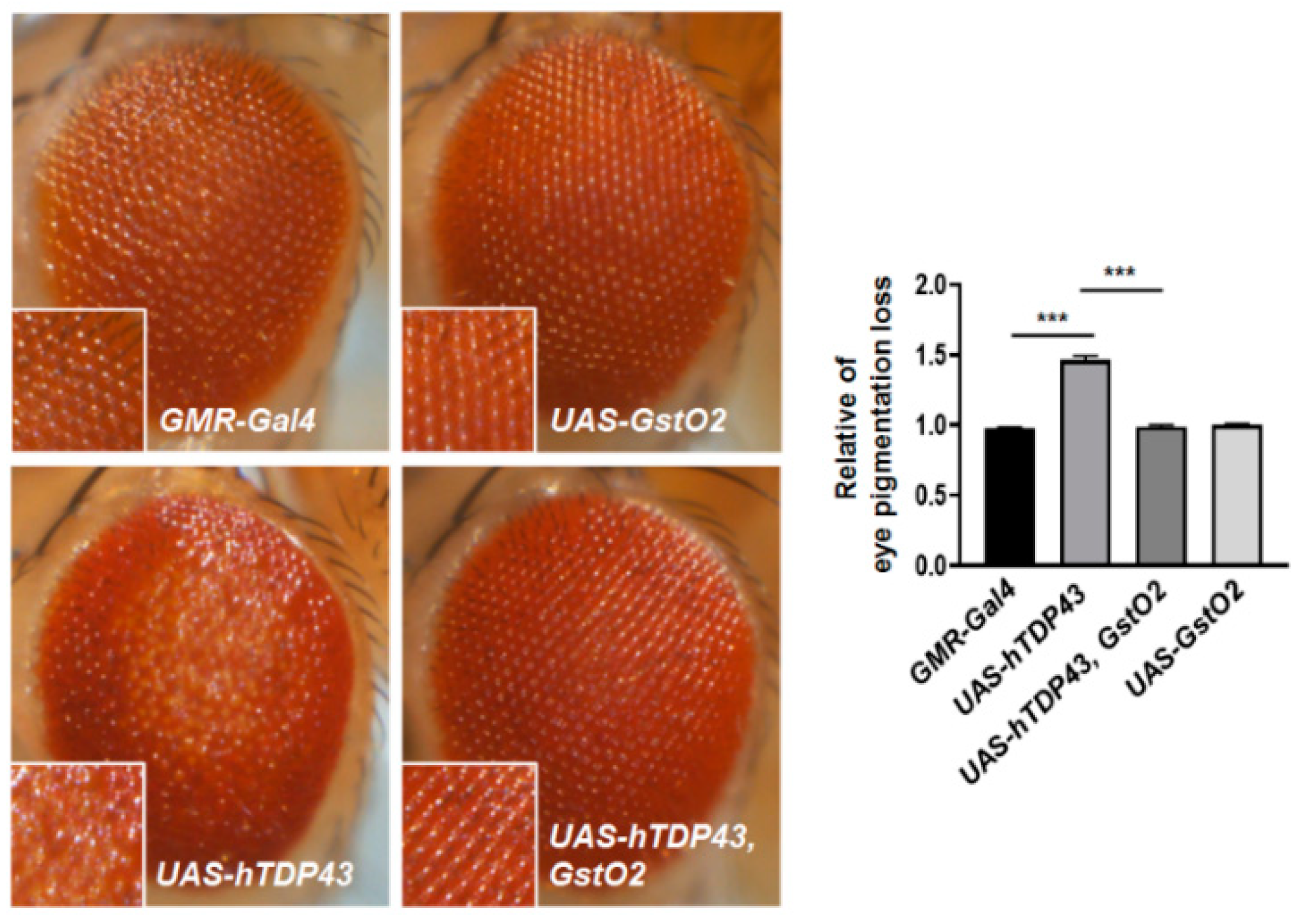 Antioxidants 09 00615 g001