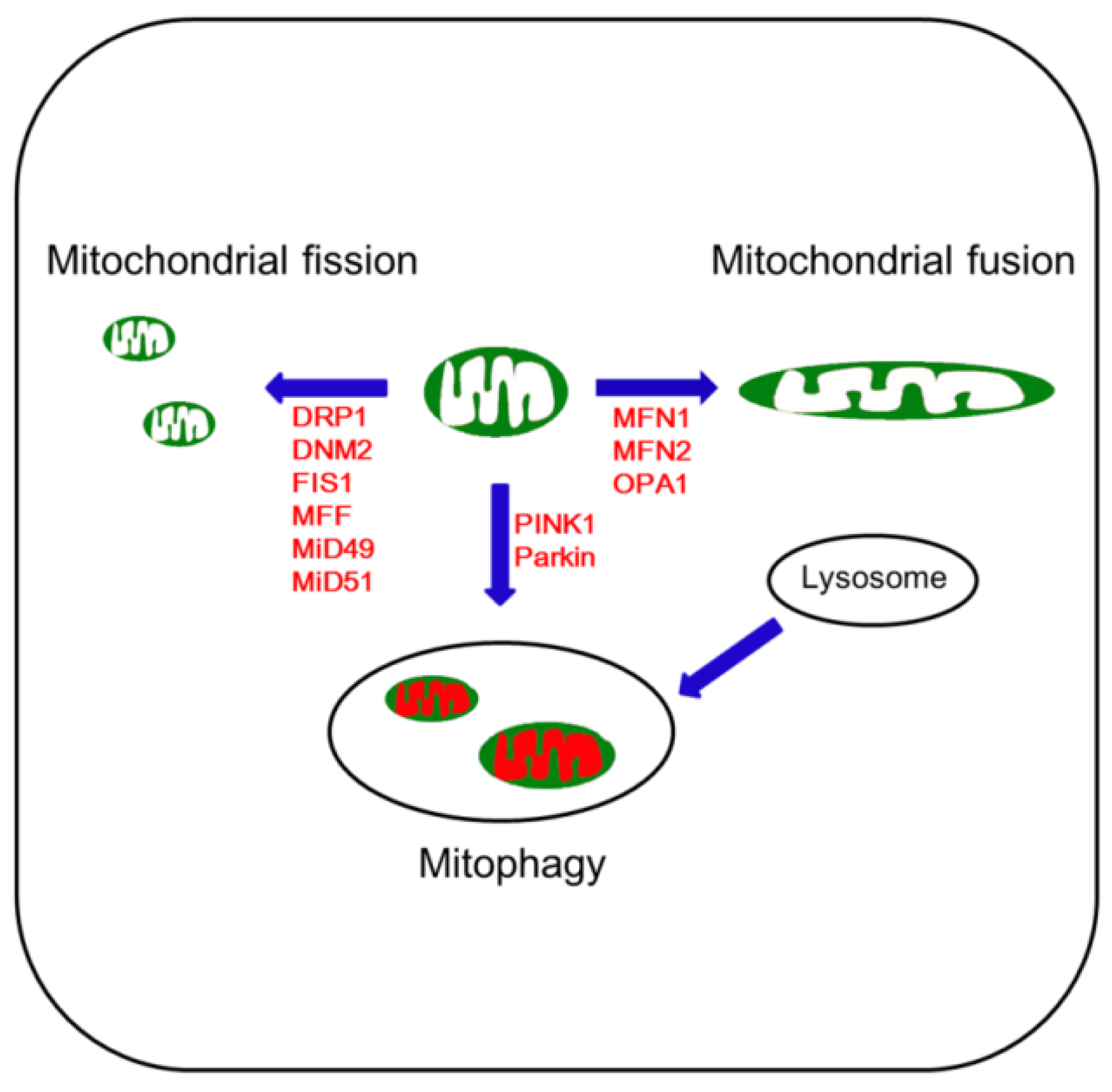 Antioxidants 09 00617 g002