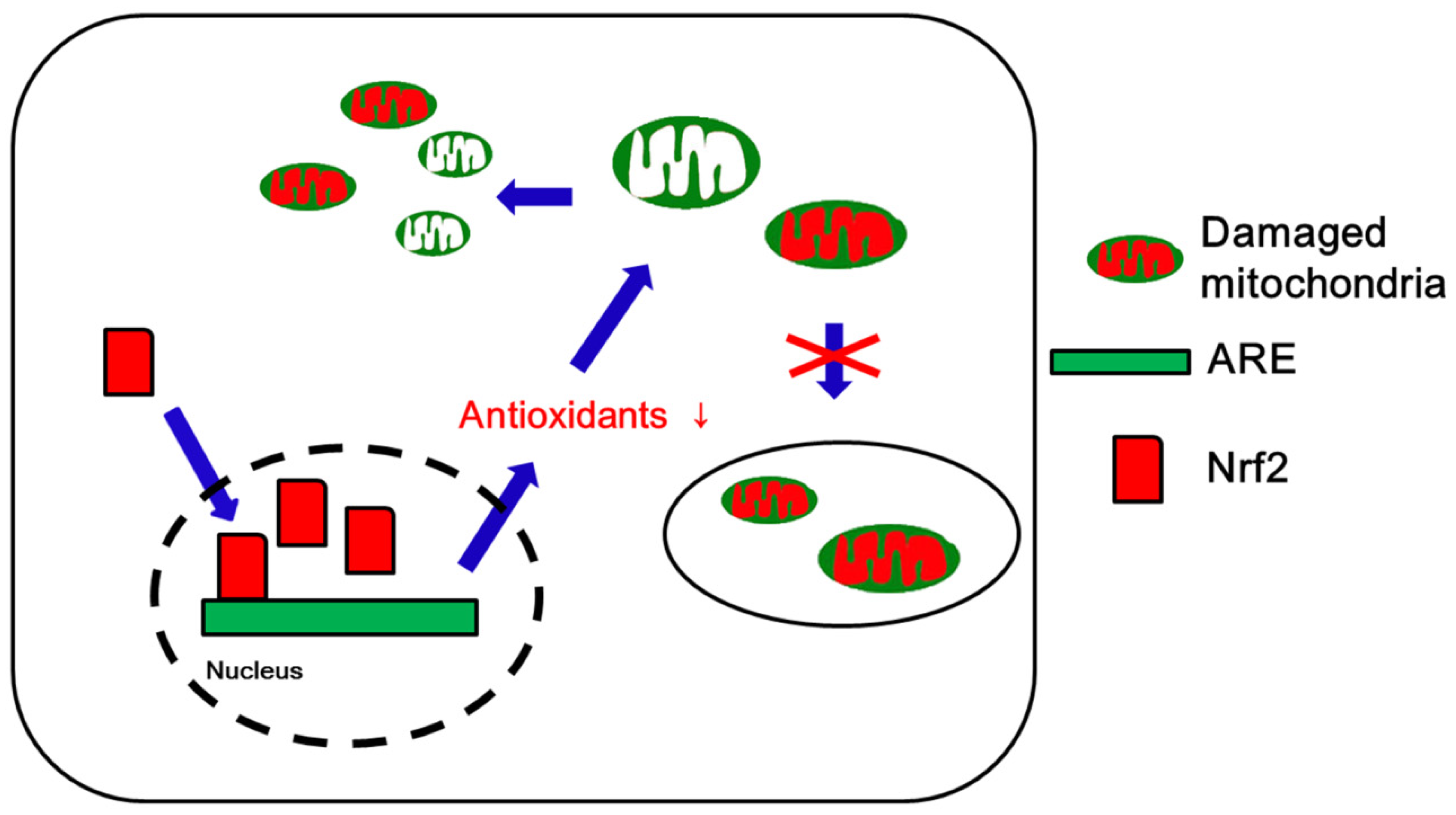 Antioxidants 09 00617 g004