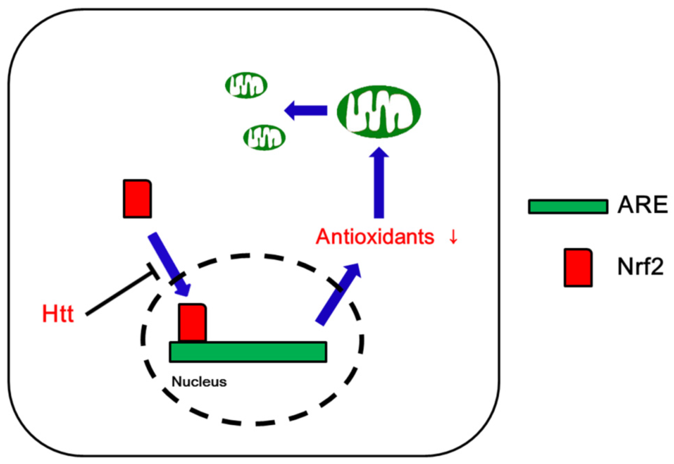 Antioxidants 09 00617 g005