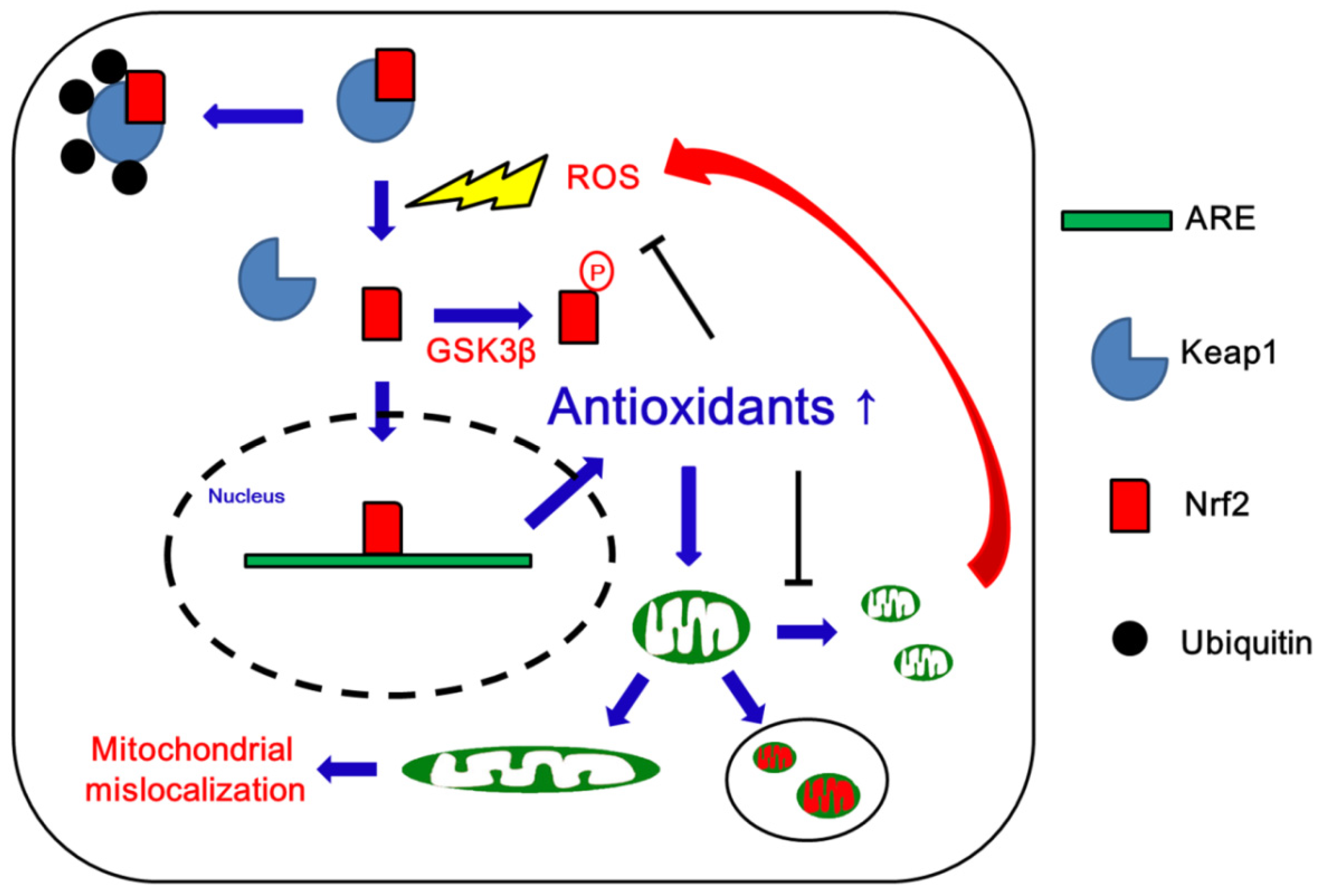 Antioxidants 09 00617 g006