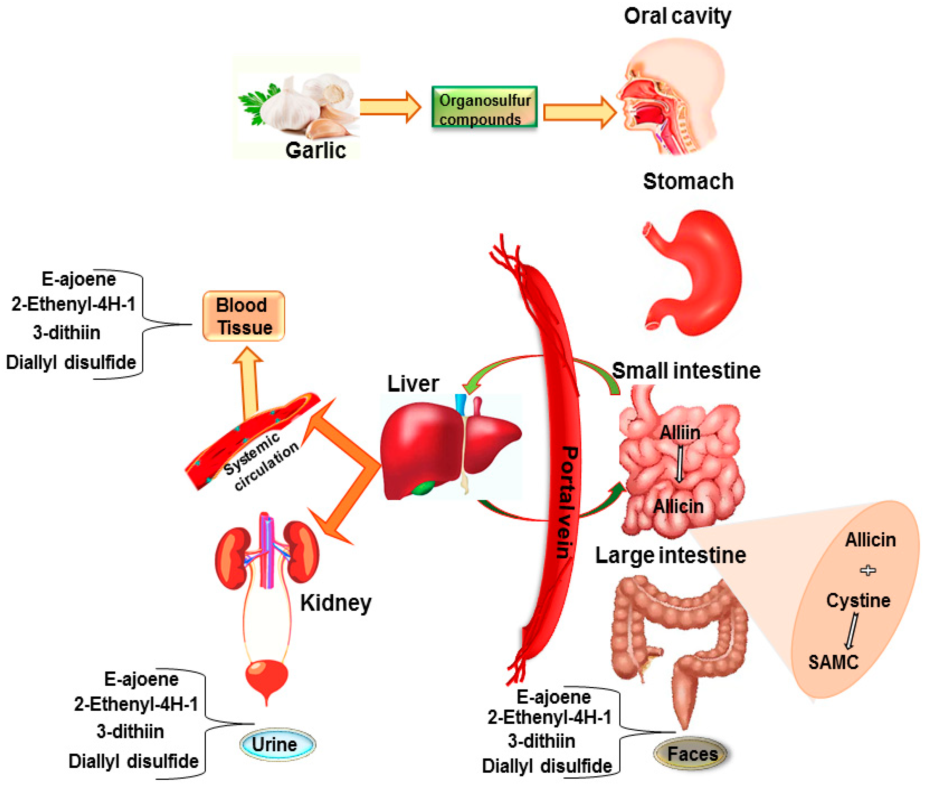 Antioxidants 09 00619 g001