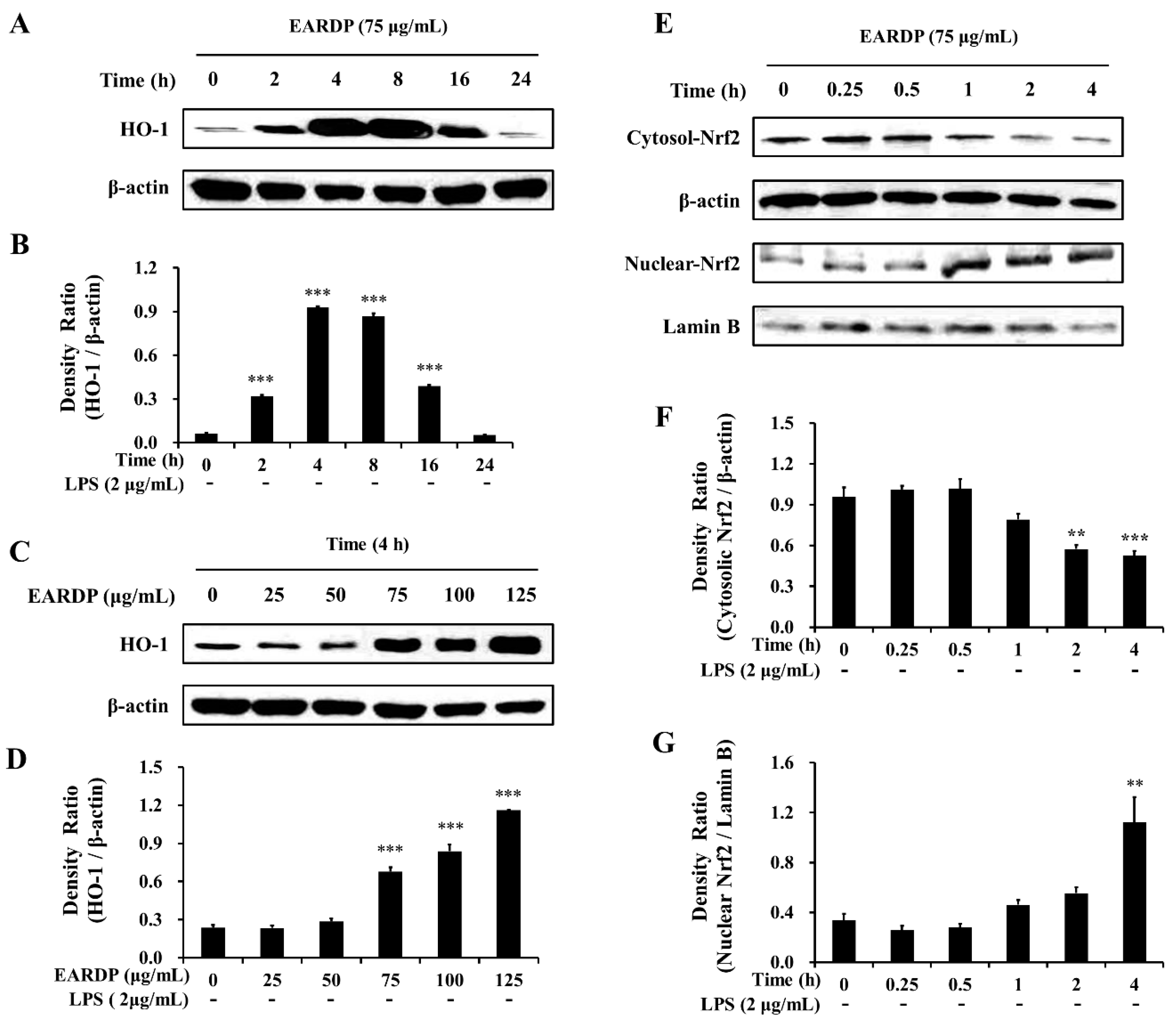Antioxidants 09 00622 g005