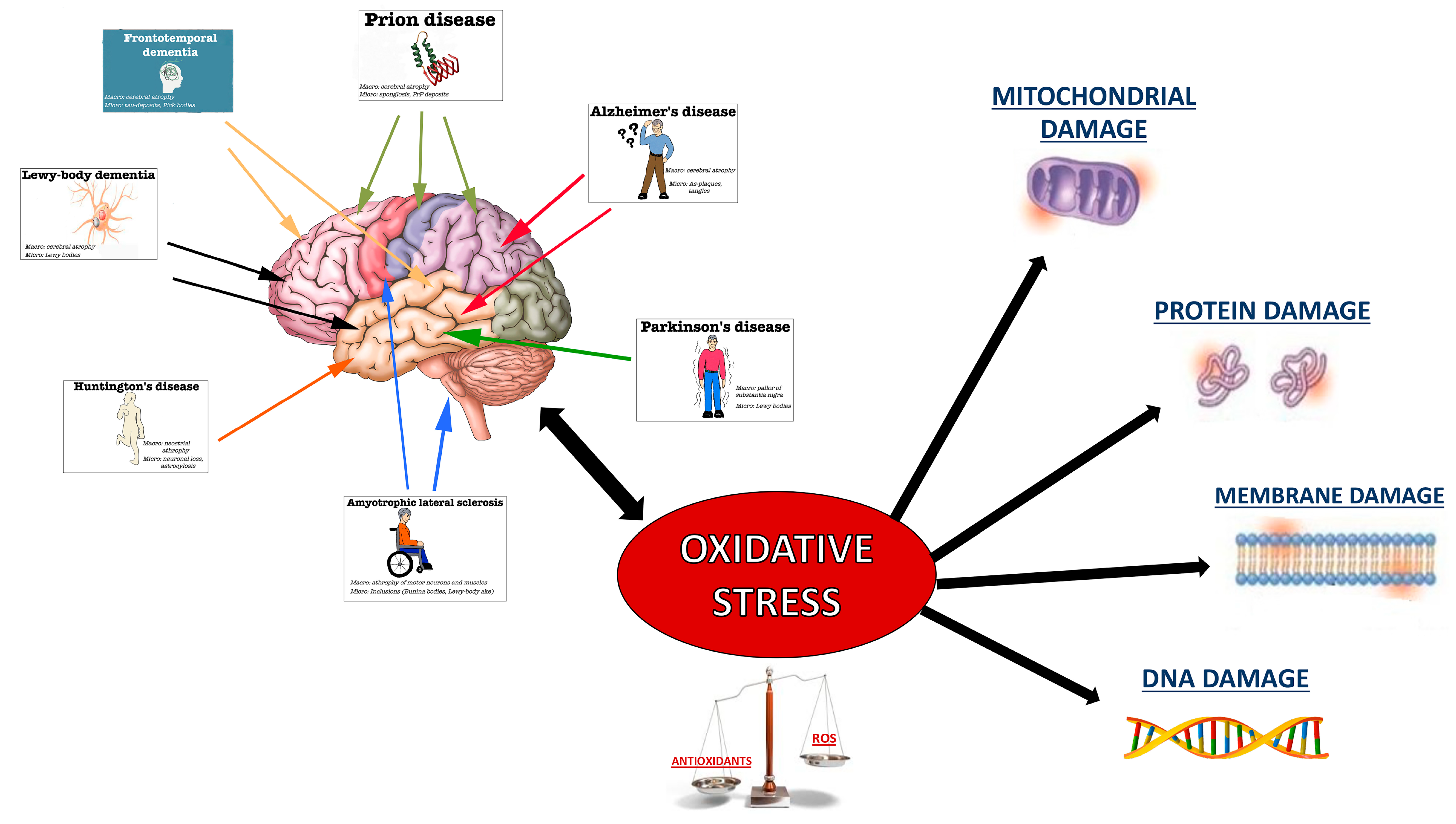 Antioxidants 09 00630 g001