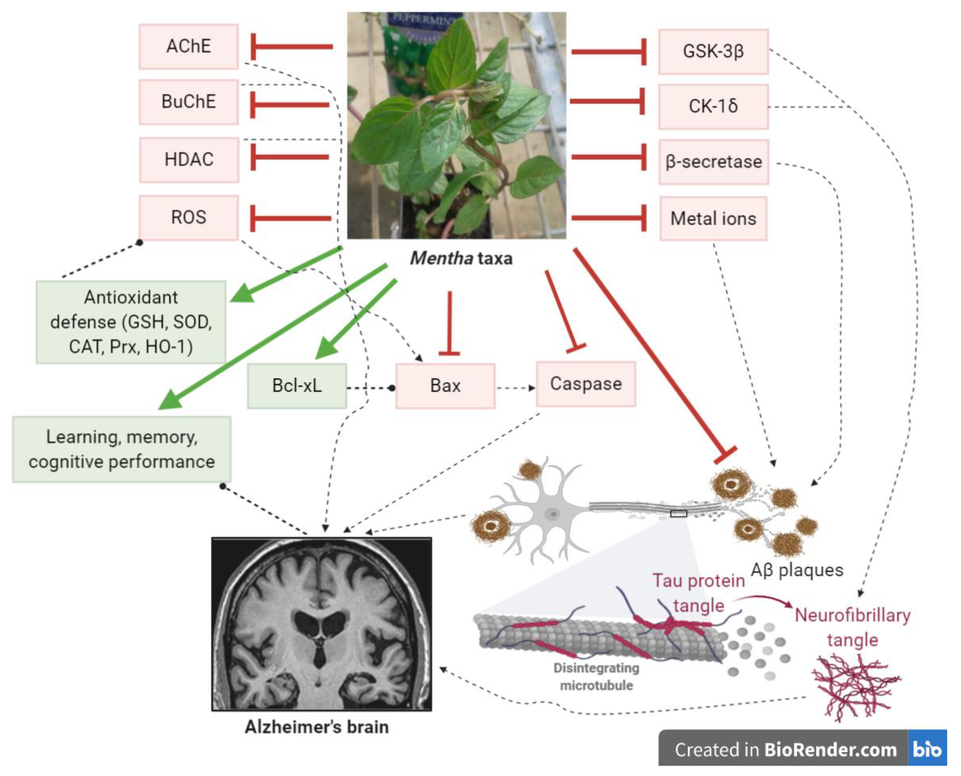 Antioxidants 09 00631 g004