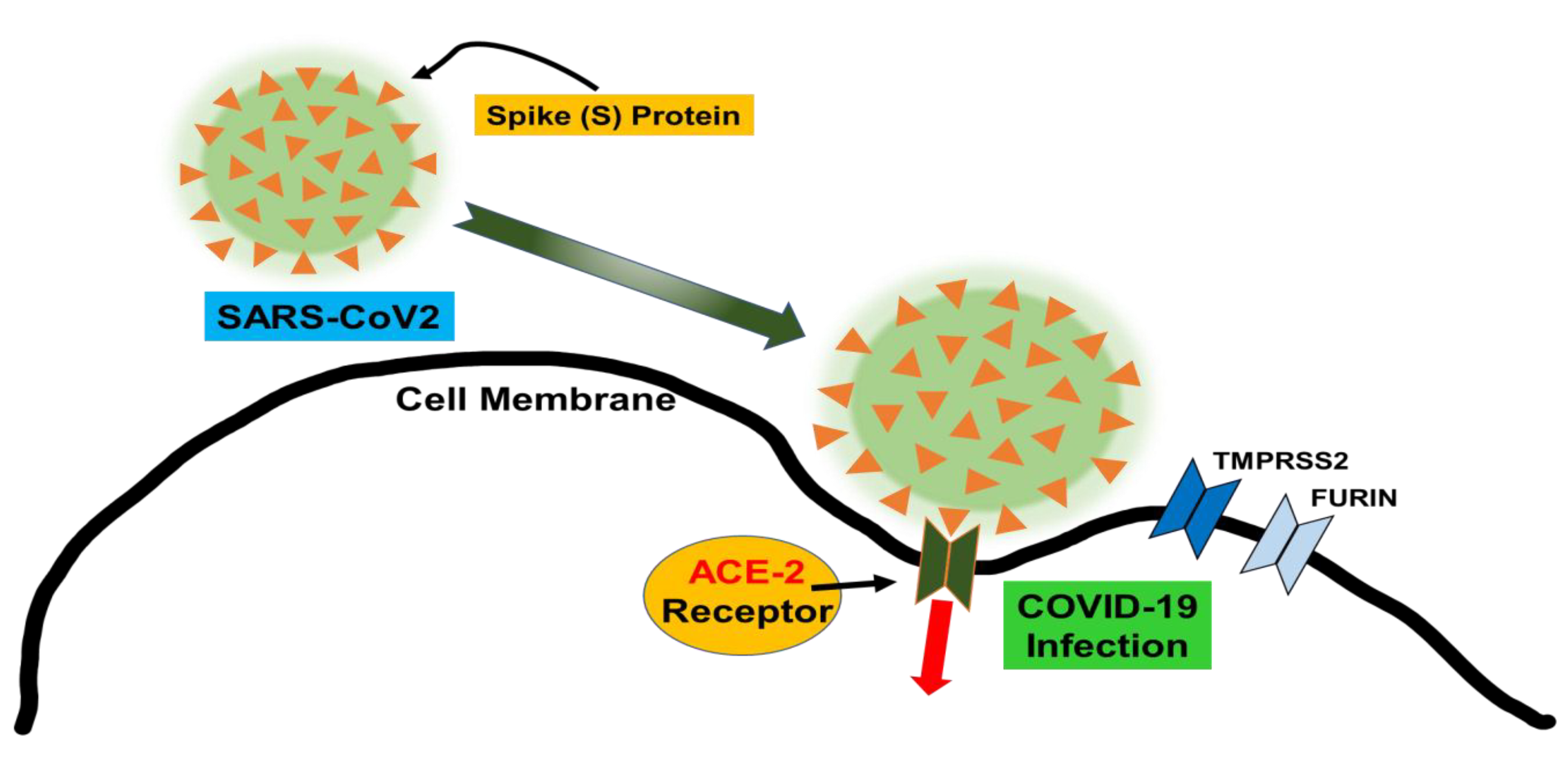 Antioxidants 09 00636 g001
