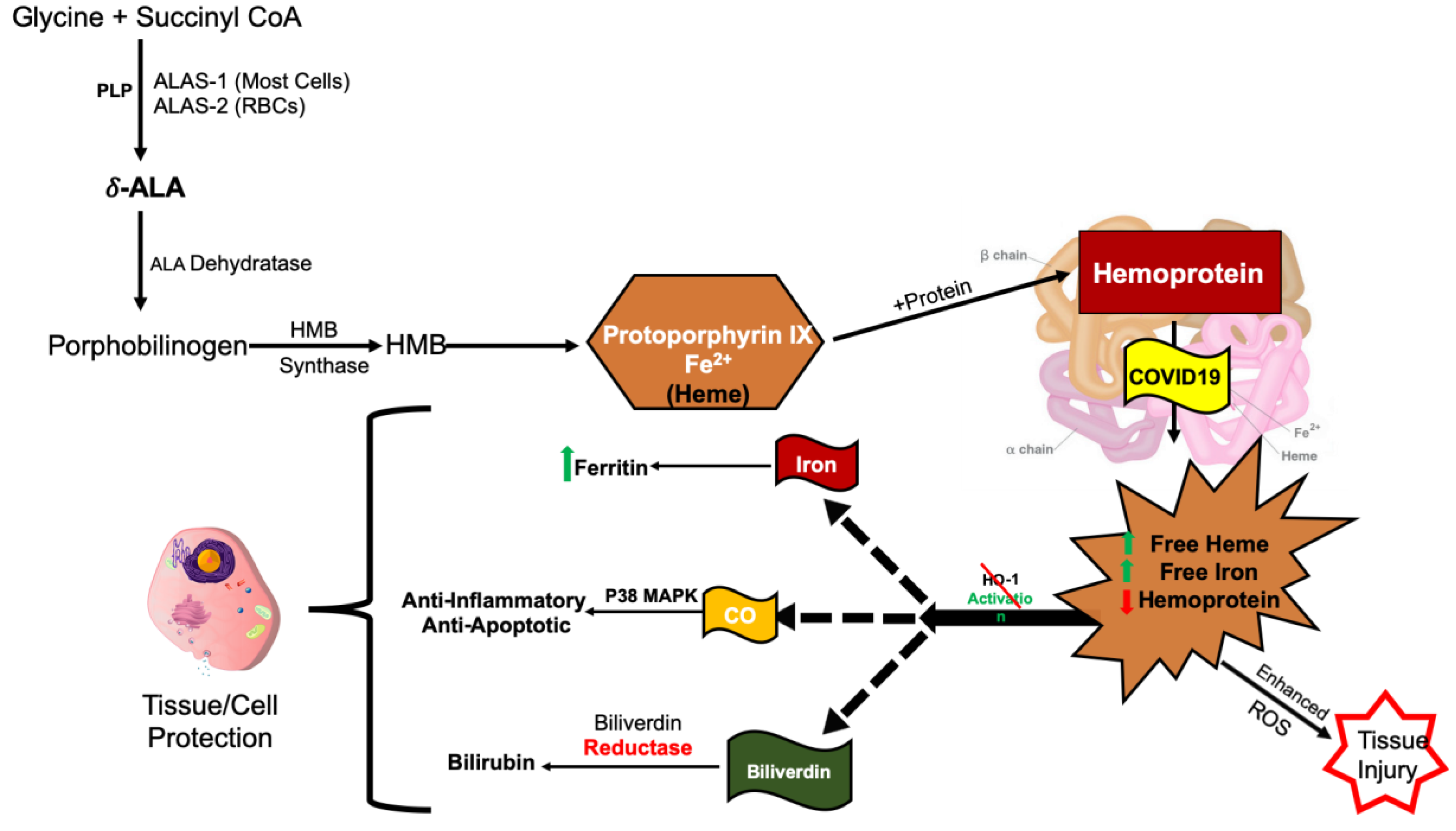 Antioxidants 09 00636 g004