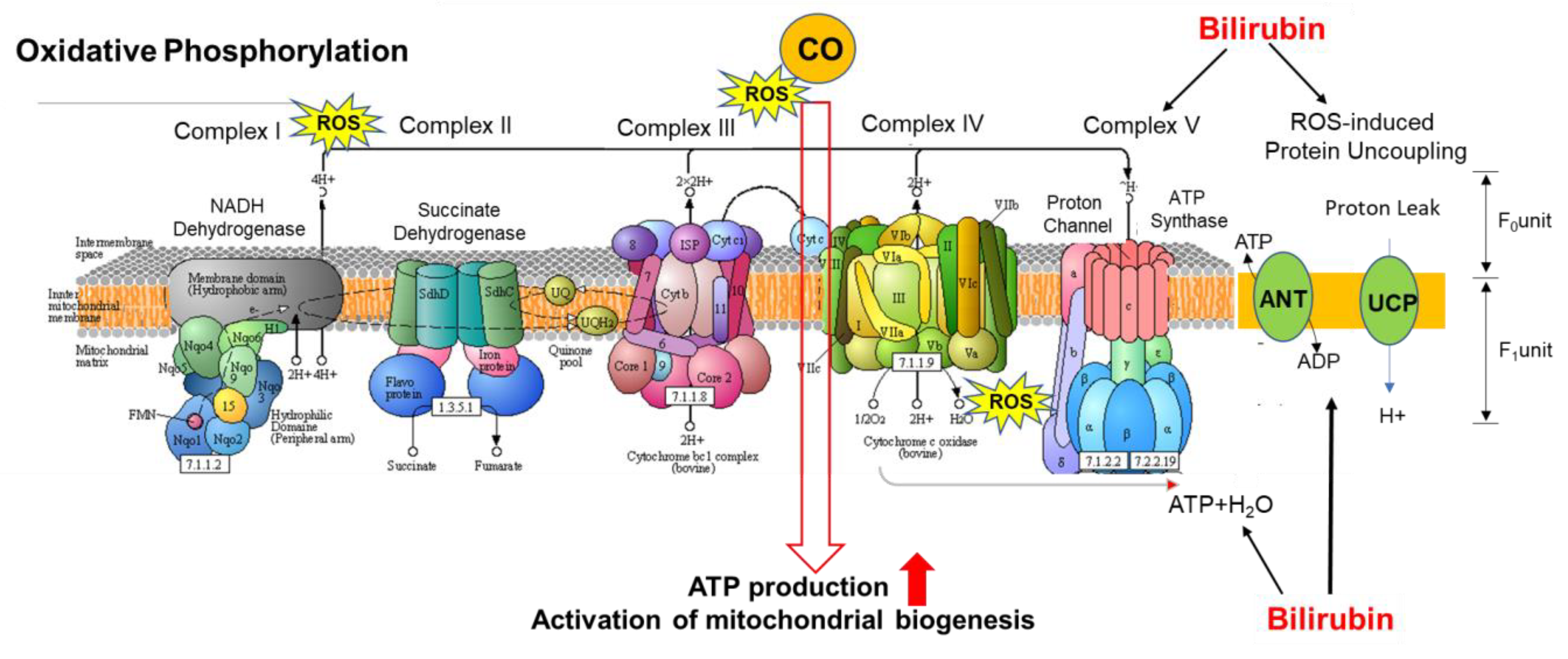 Antioxidants 09 00636 g006