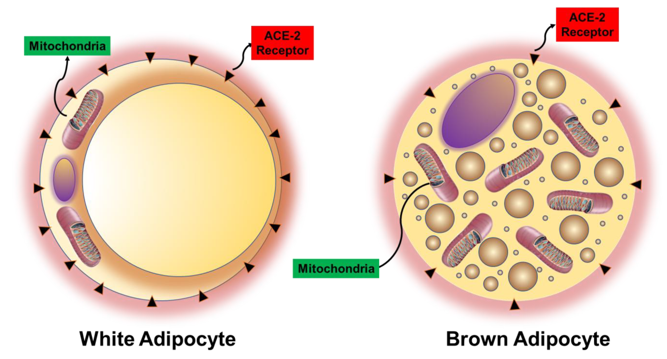 Antioxidants 09 00636 g007