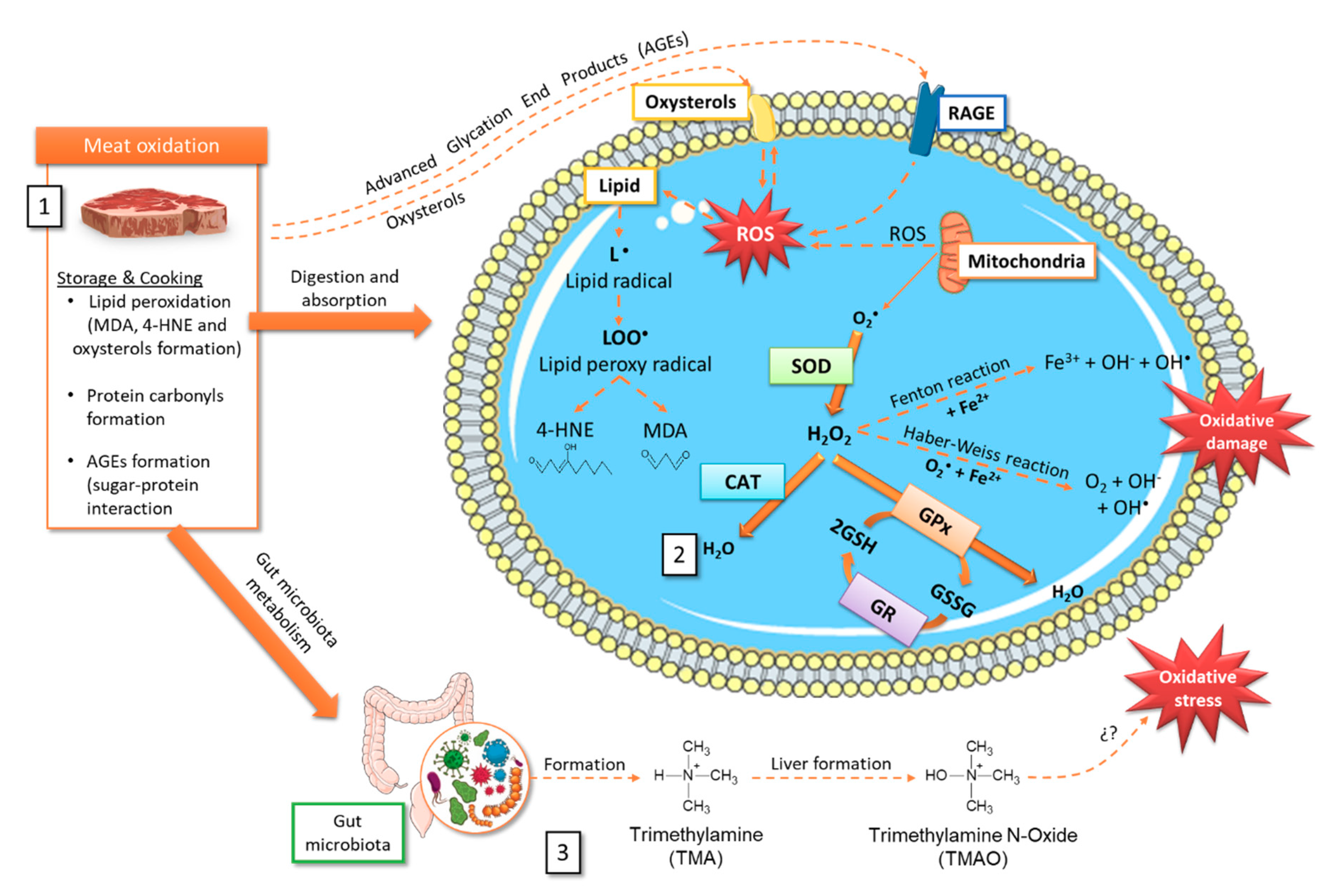 Antioxidants 09 00638 g002