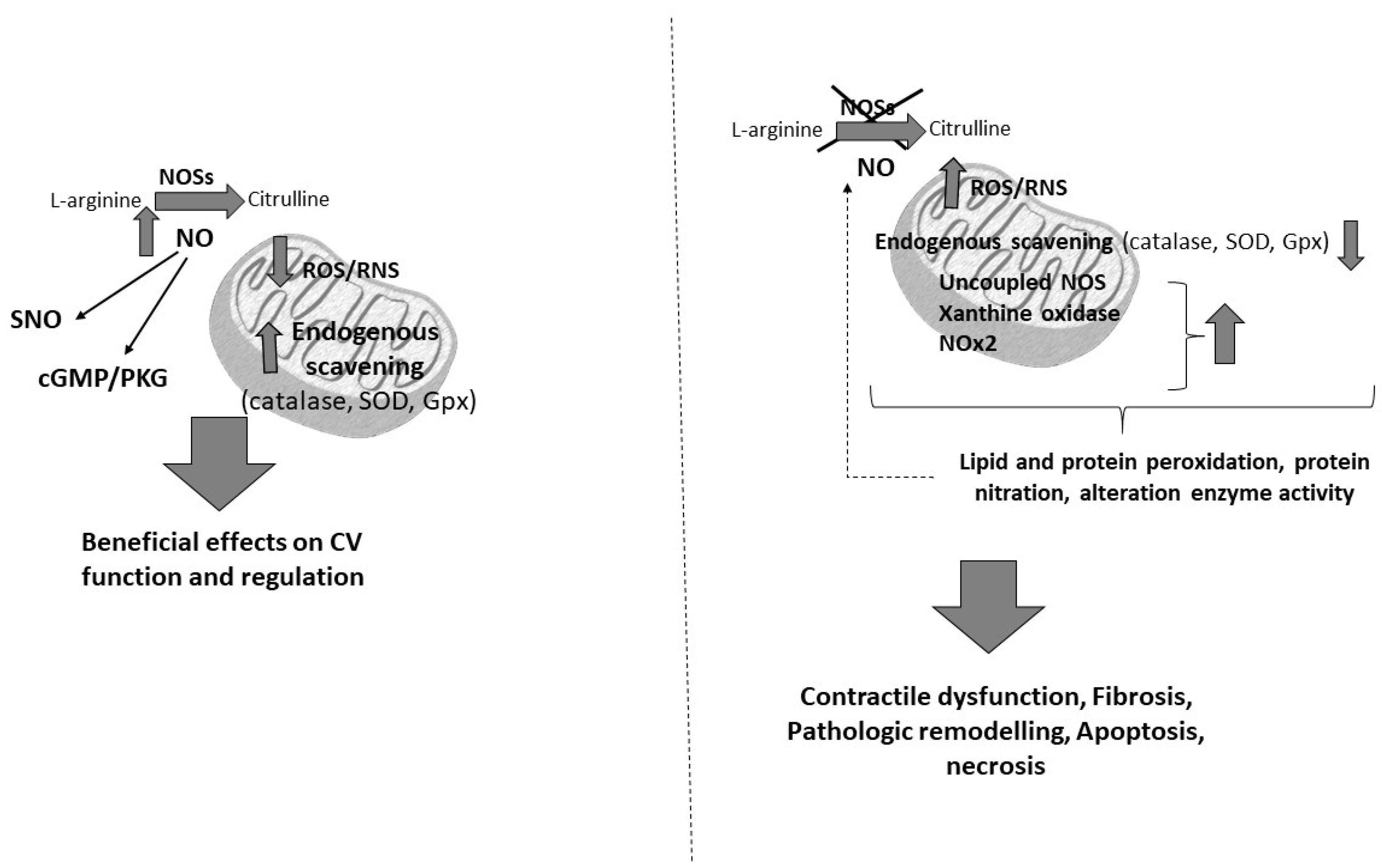 Antioxidants 09 00641 g002