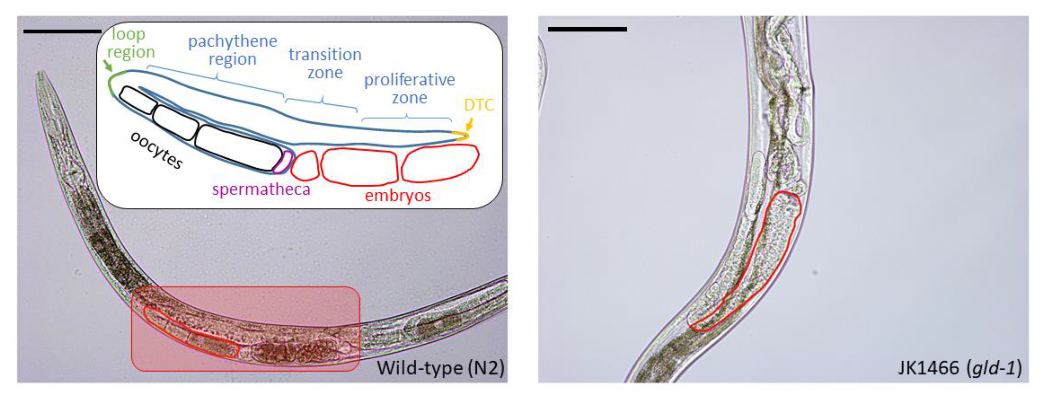 Antioxidants 09 00646 g001