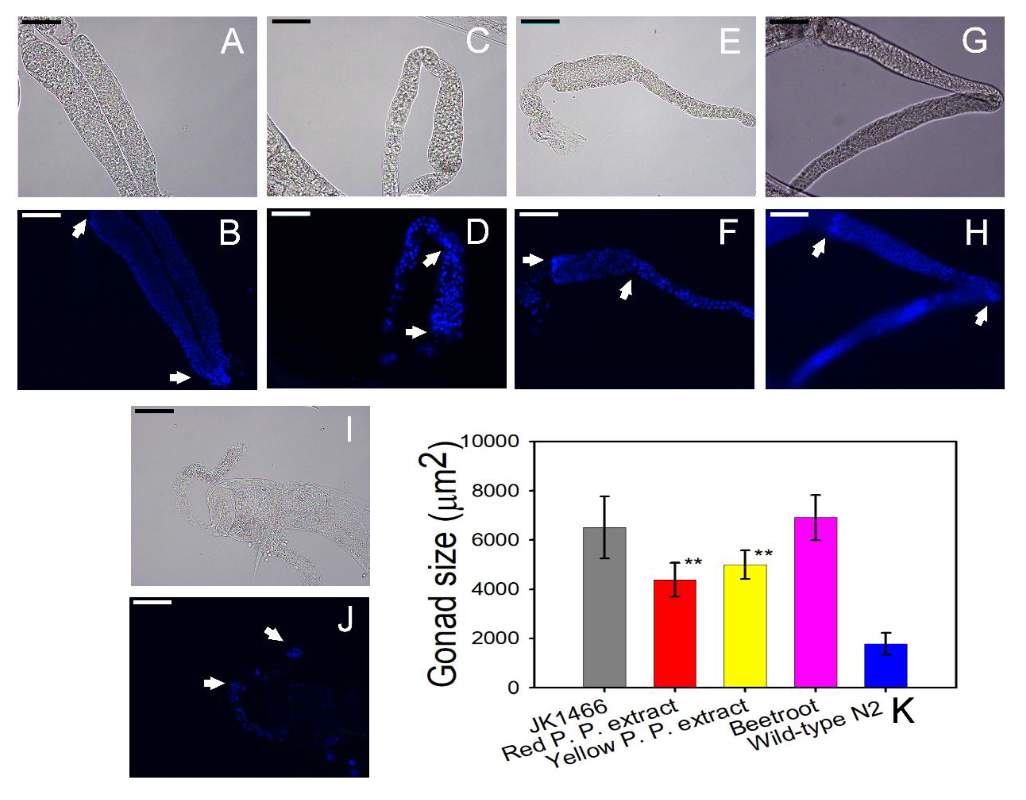 Antioxidants 09 00646 g002