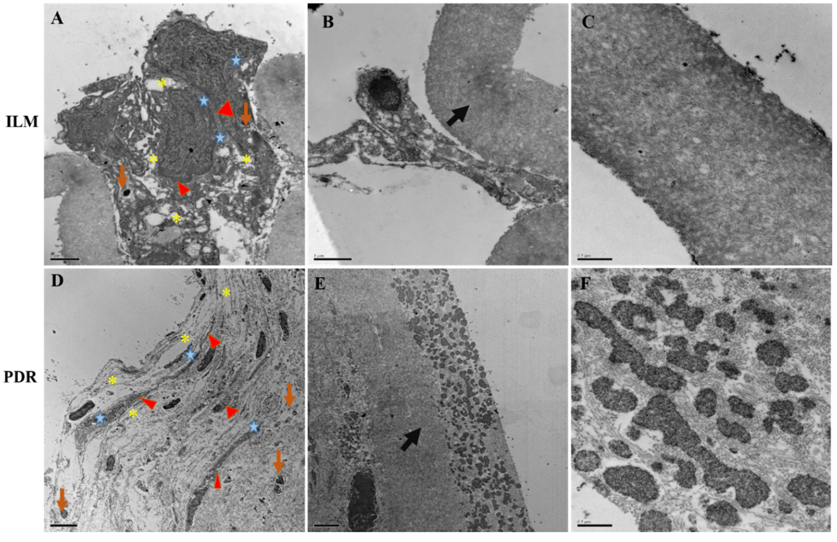 Antioxidants 09 00654 g002