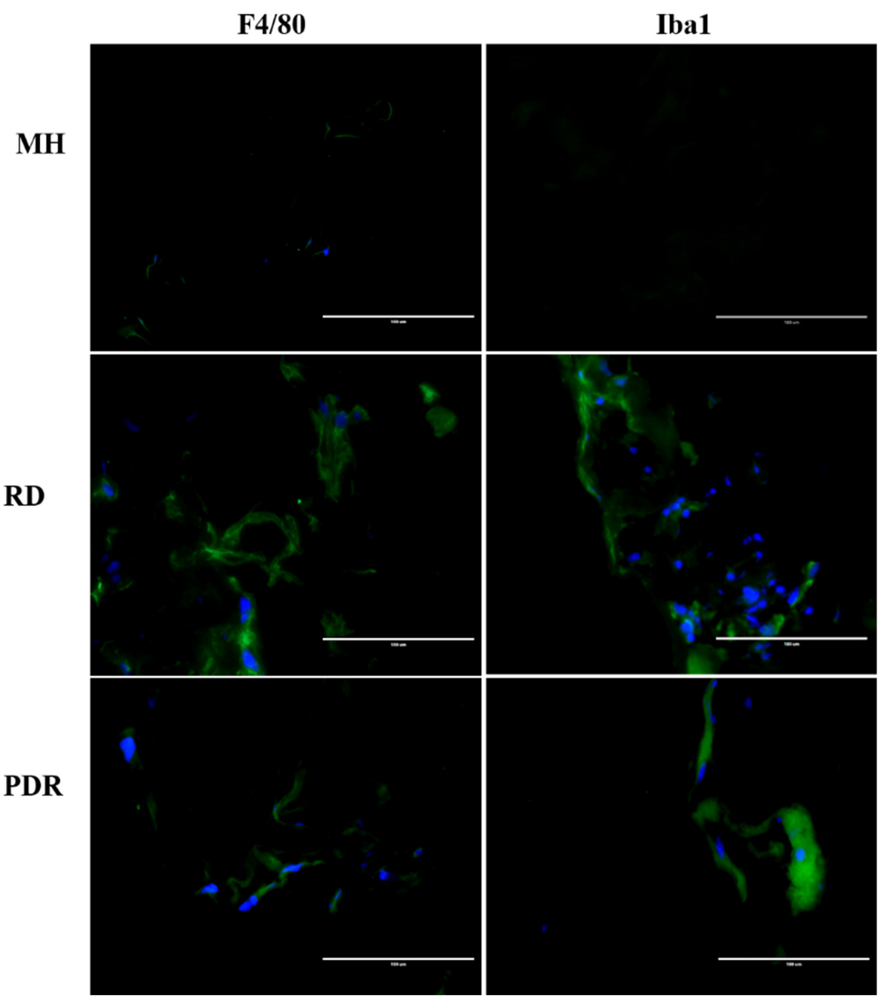 Antioxidants 09 00654 g006