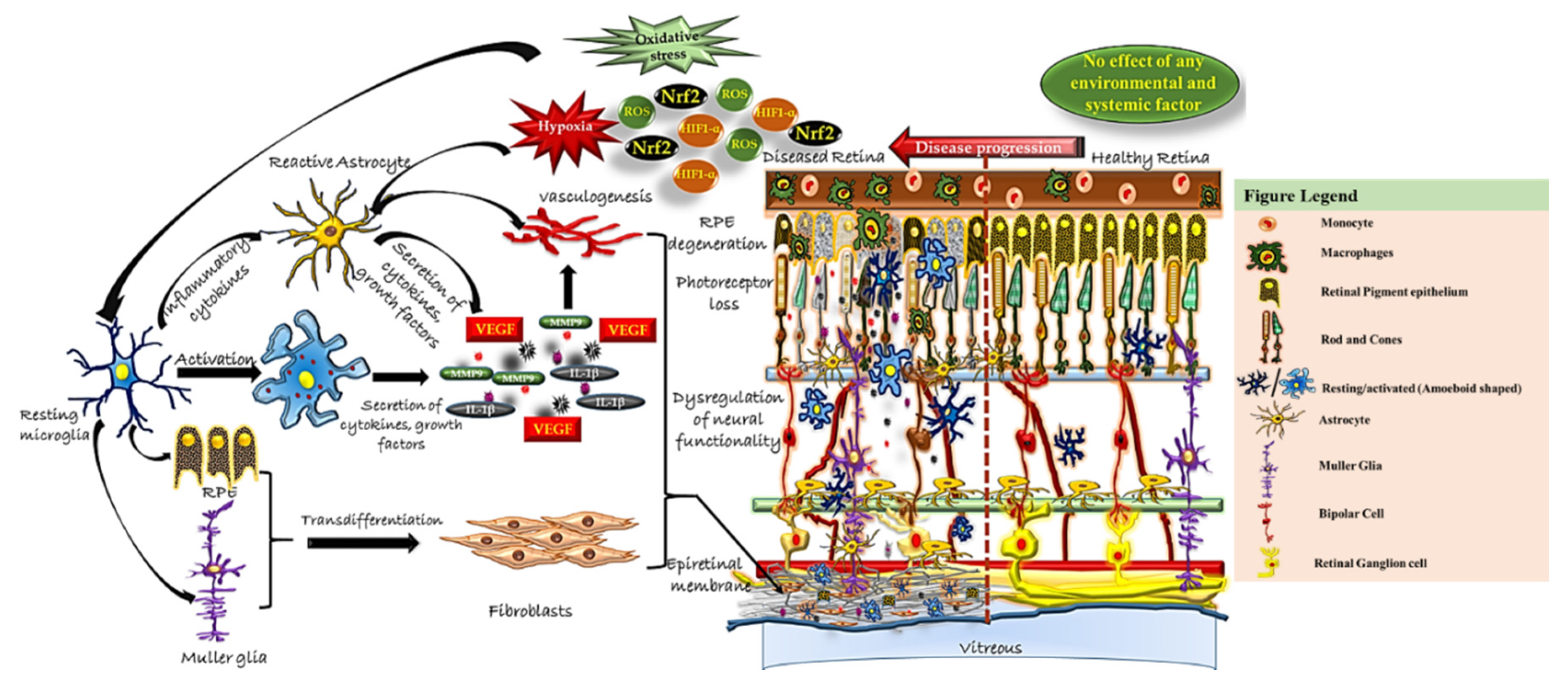 Antioxidants 09 00654 g008