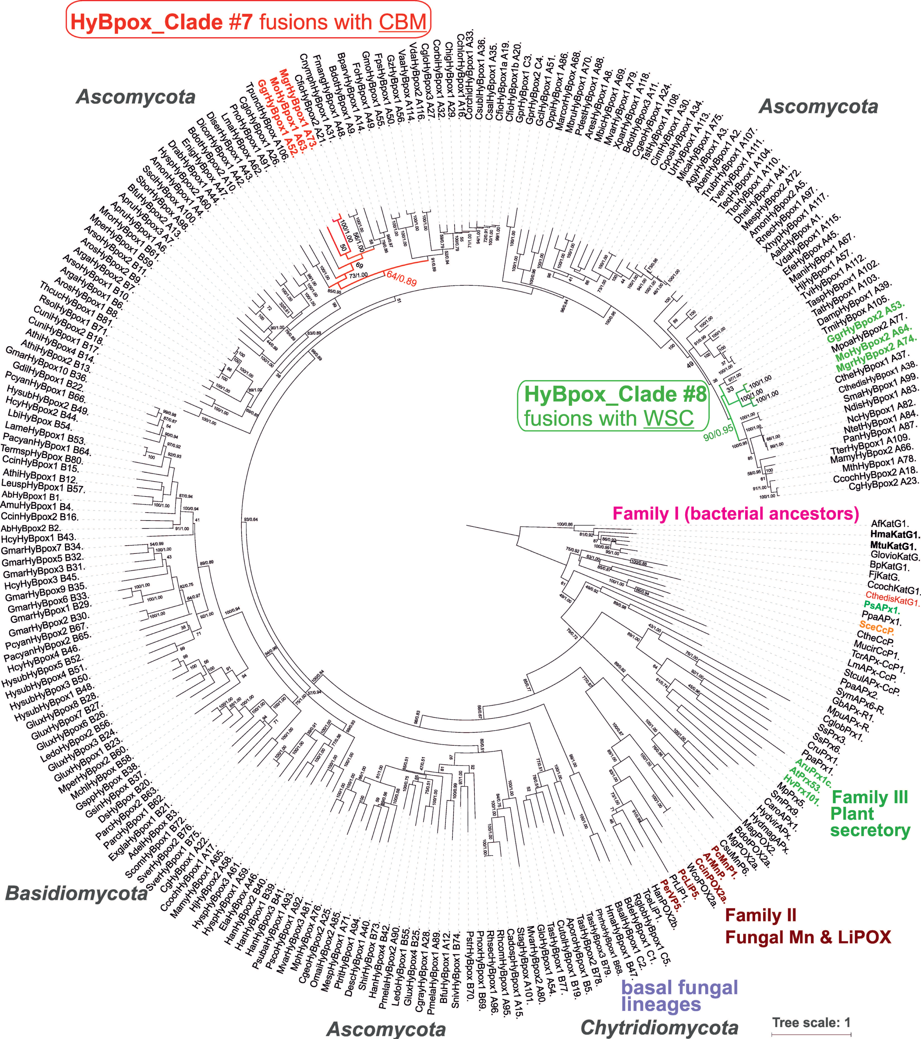 Antioxidants 09 00655 g001