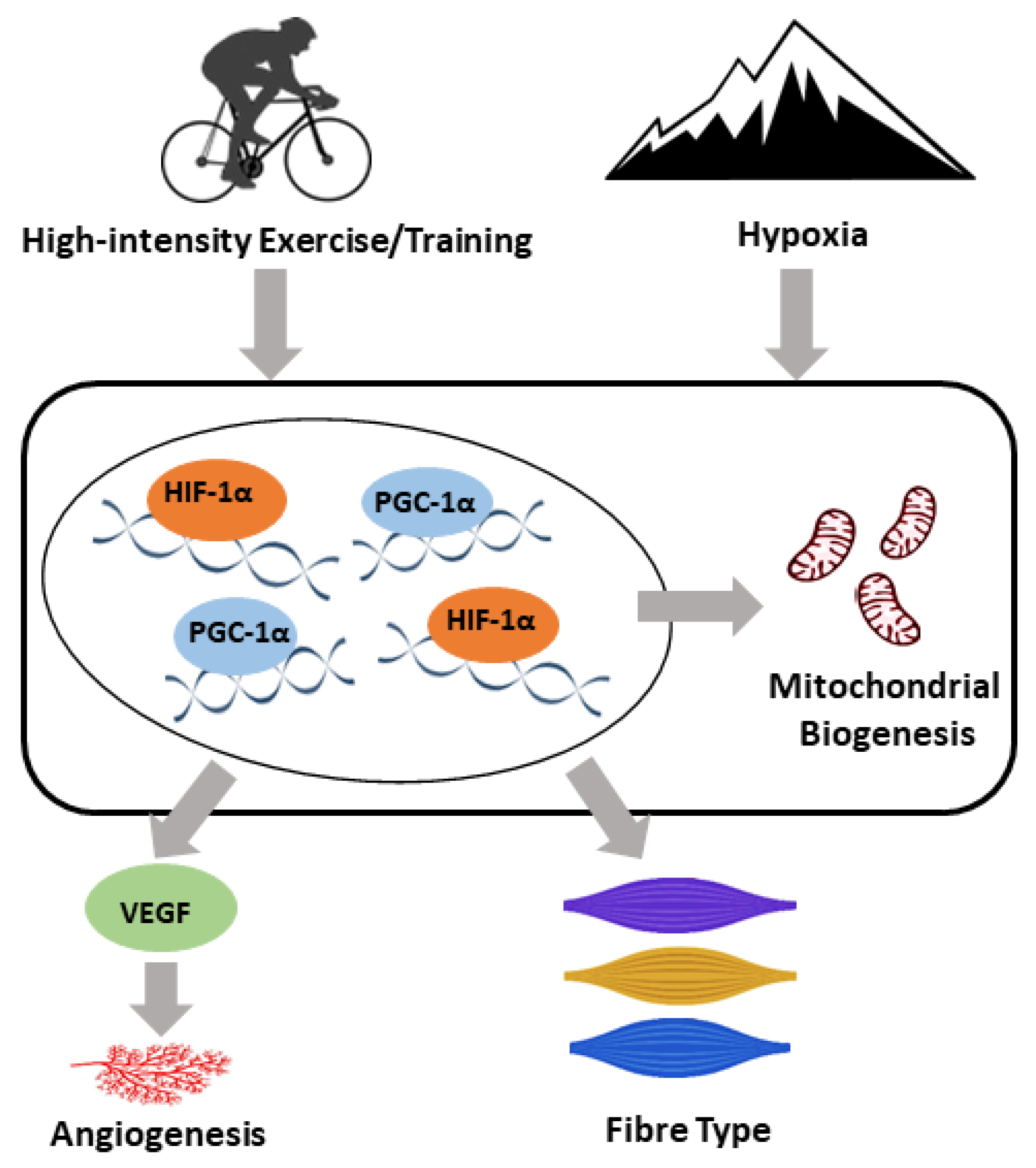 Antioxidants 09 00656 g001