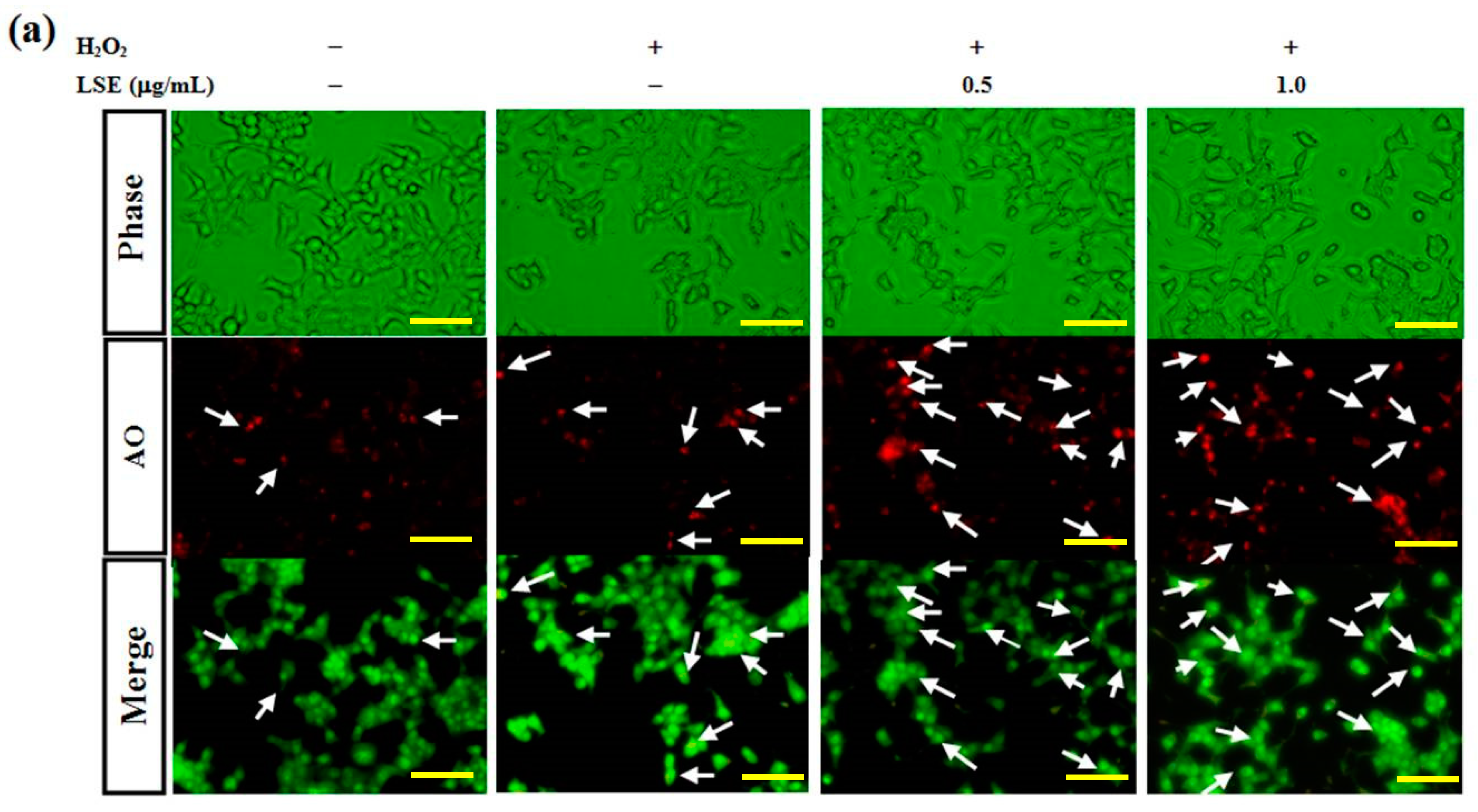 Antioxidants 09 00658 g004a