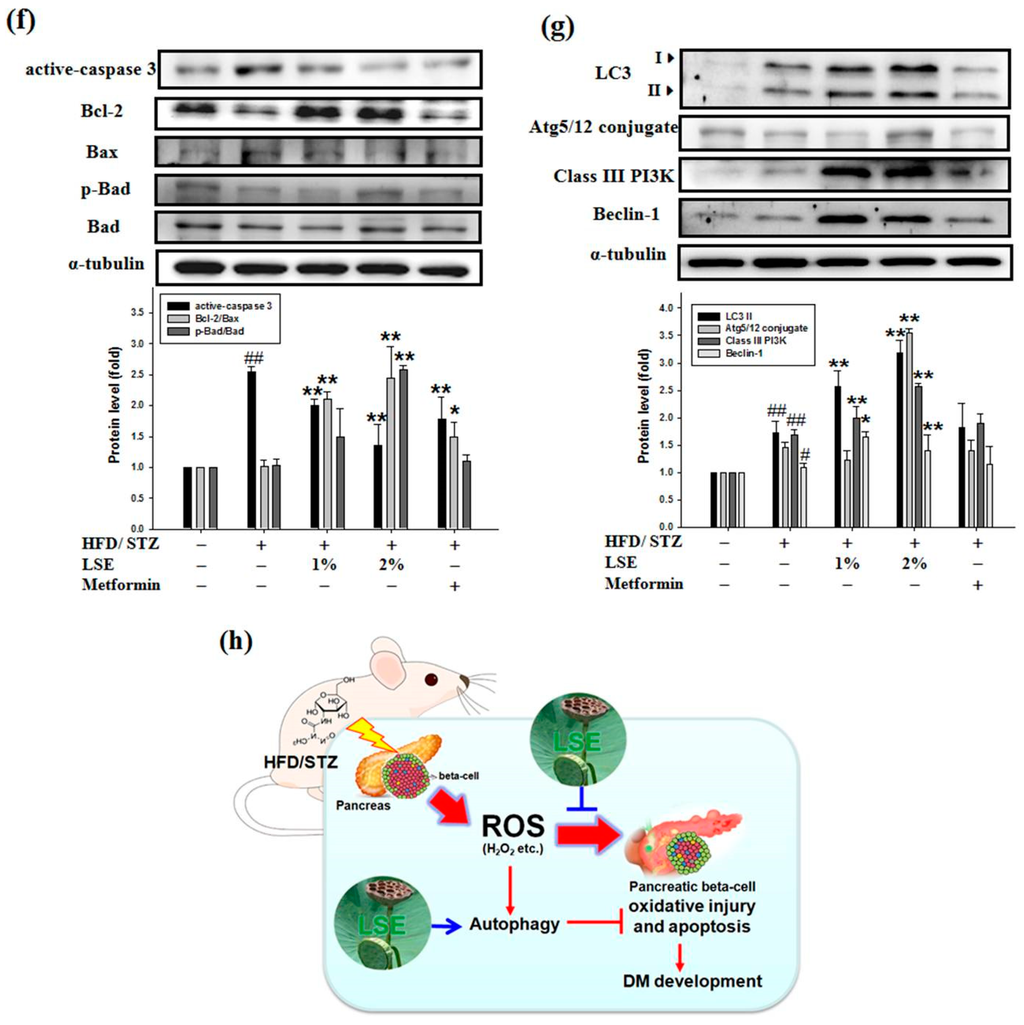 Antioxidants 09 00658 g006b