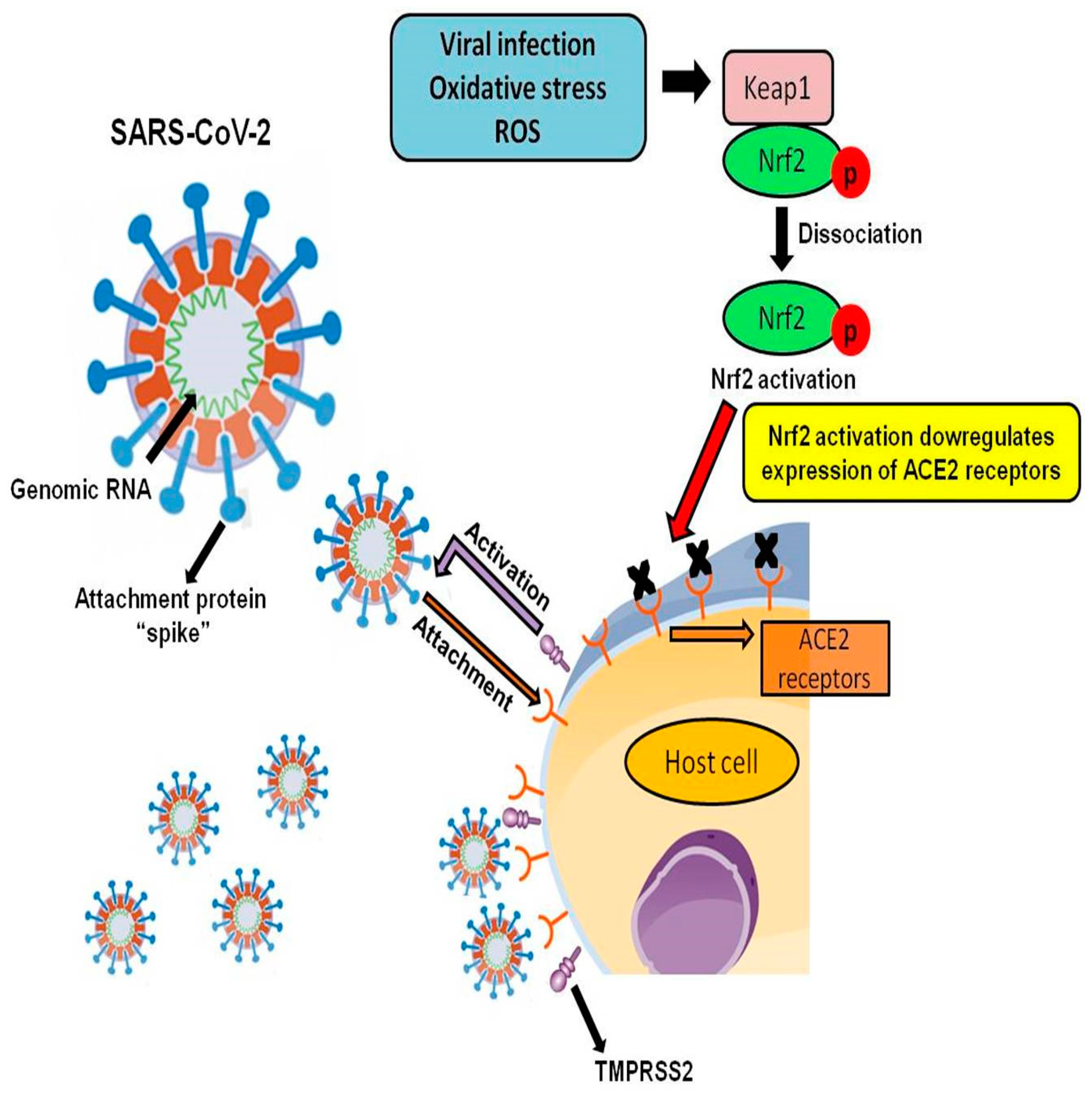 Antioxidants 09 00659 g002