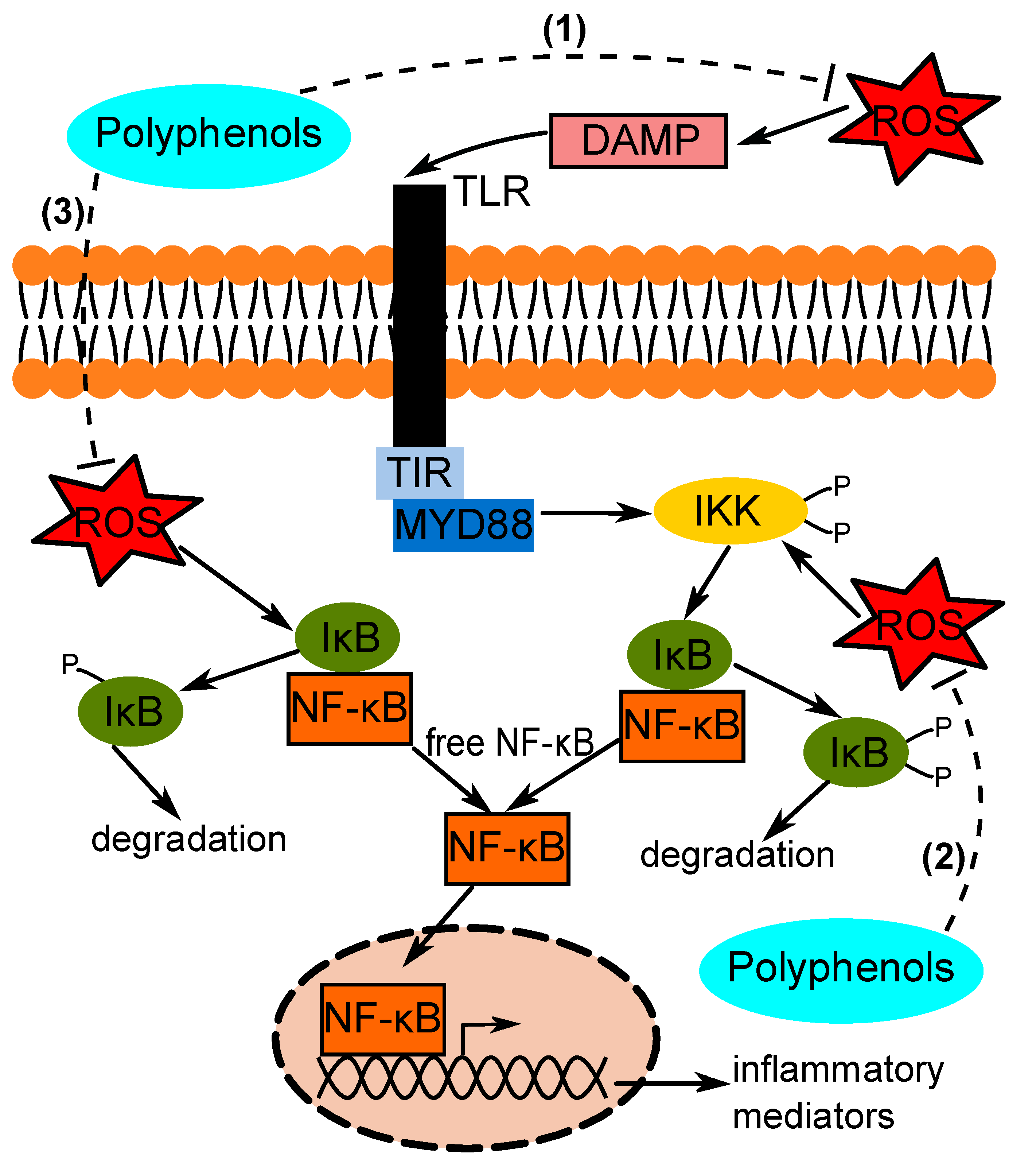 Antioxidants 09 00669 g001
