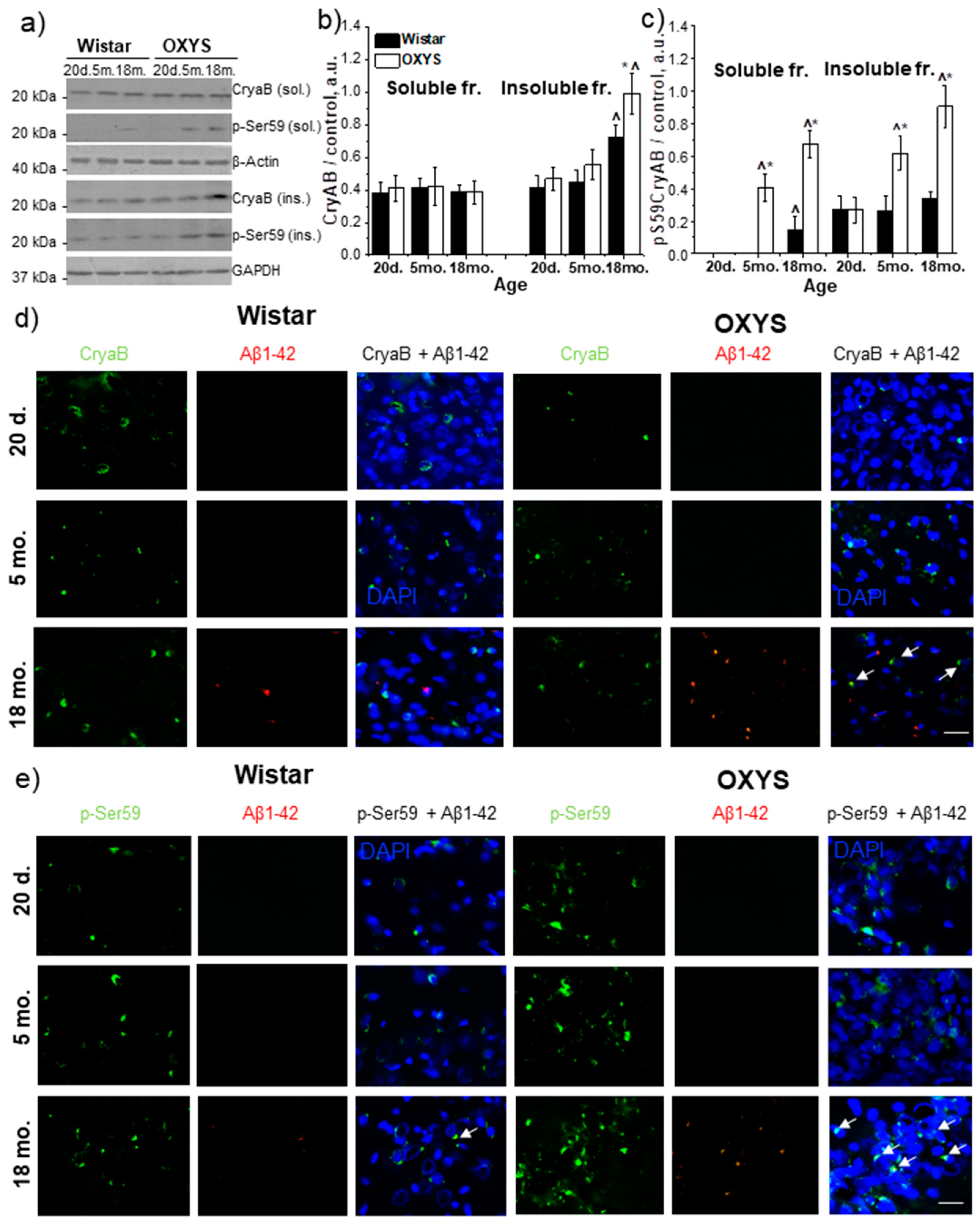 Antioxidants 09 00676 g003