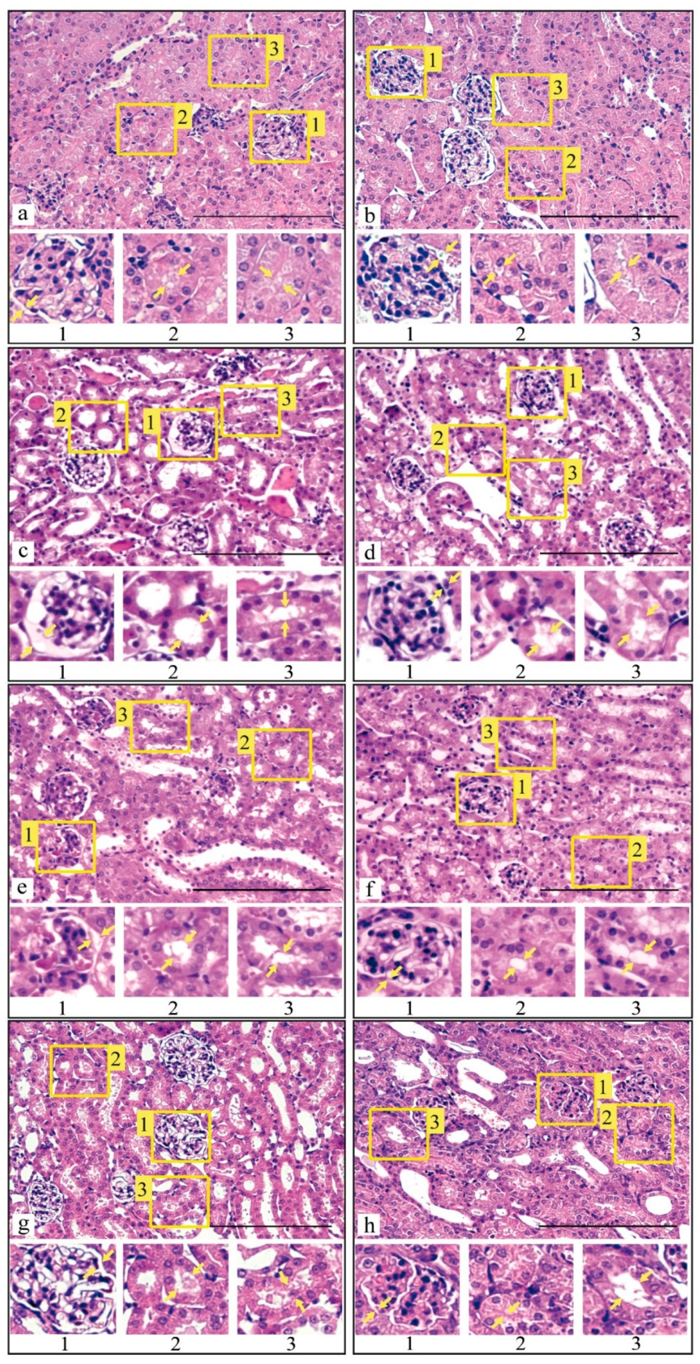 Antioxidants 09 00680 g005