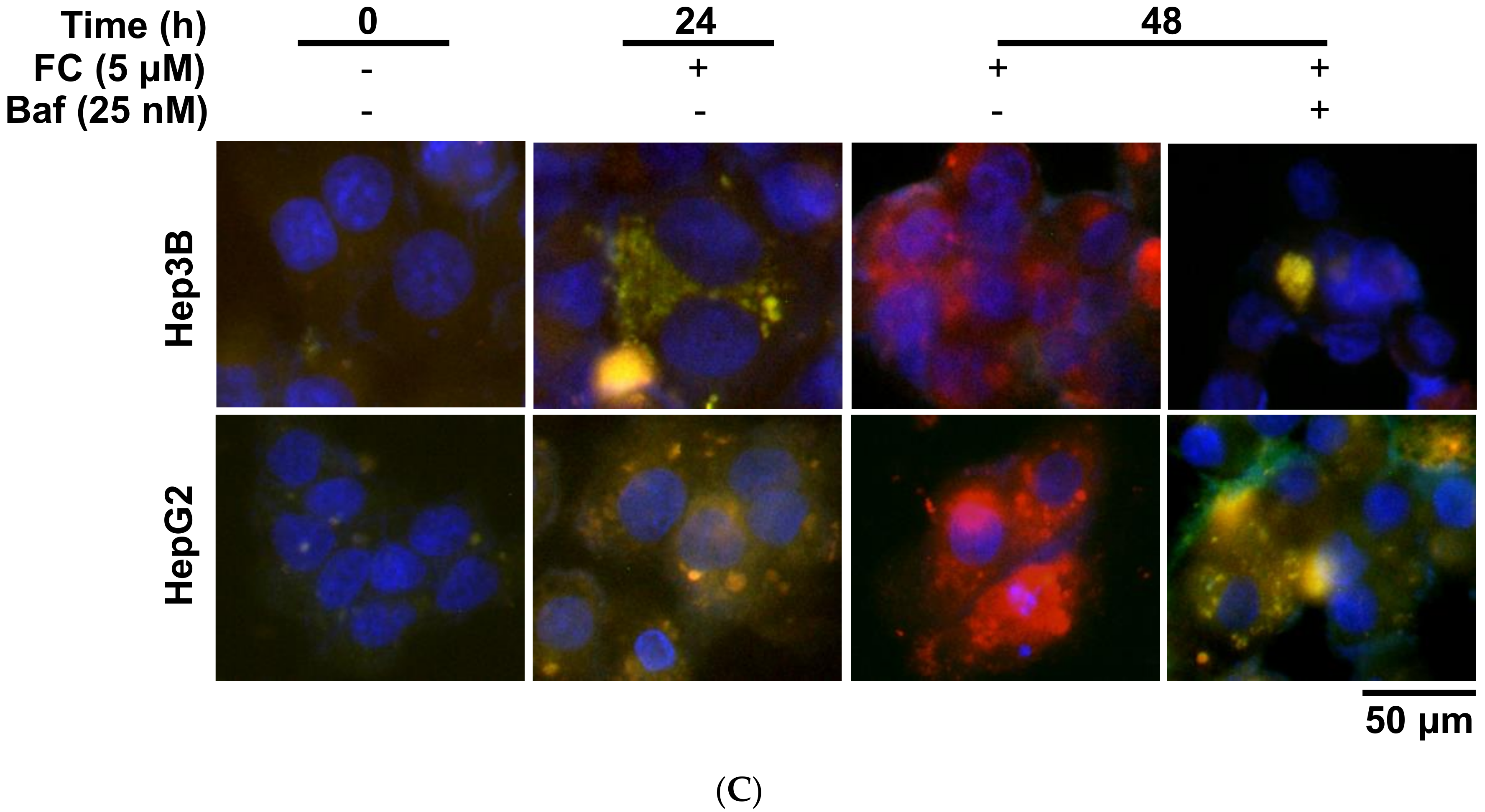 Antioxidants 09 00682 g002b